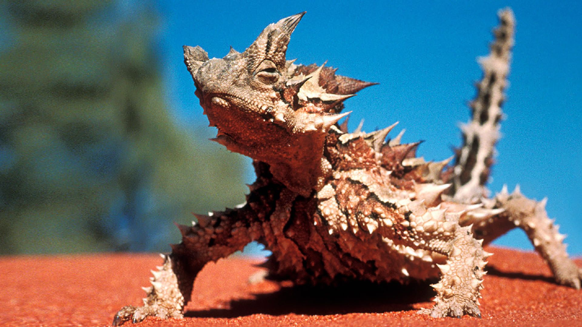 Sky Safari: Australia background
