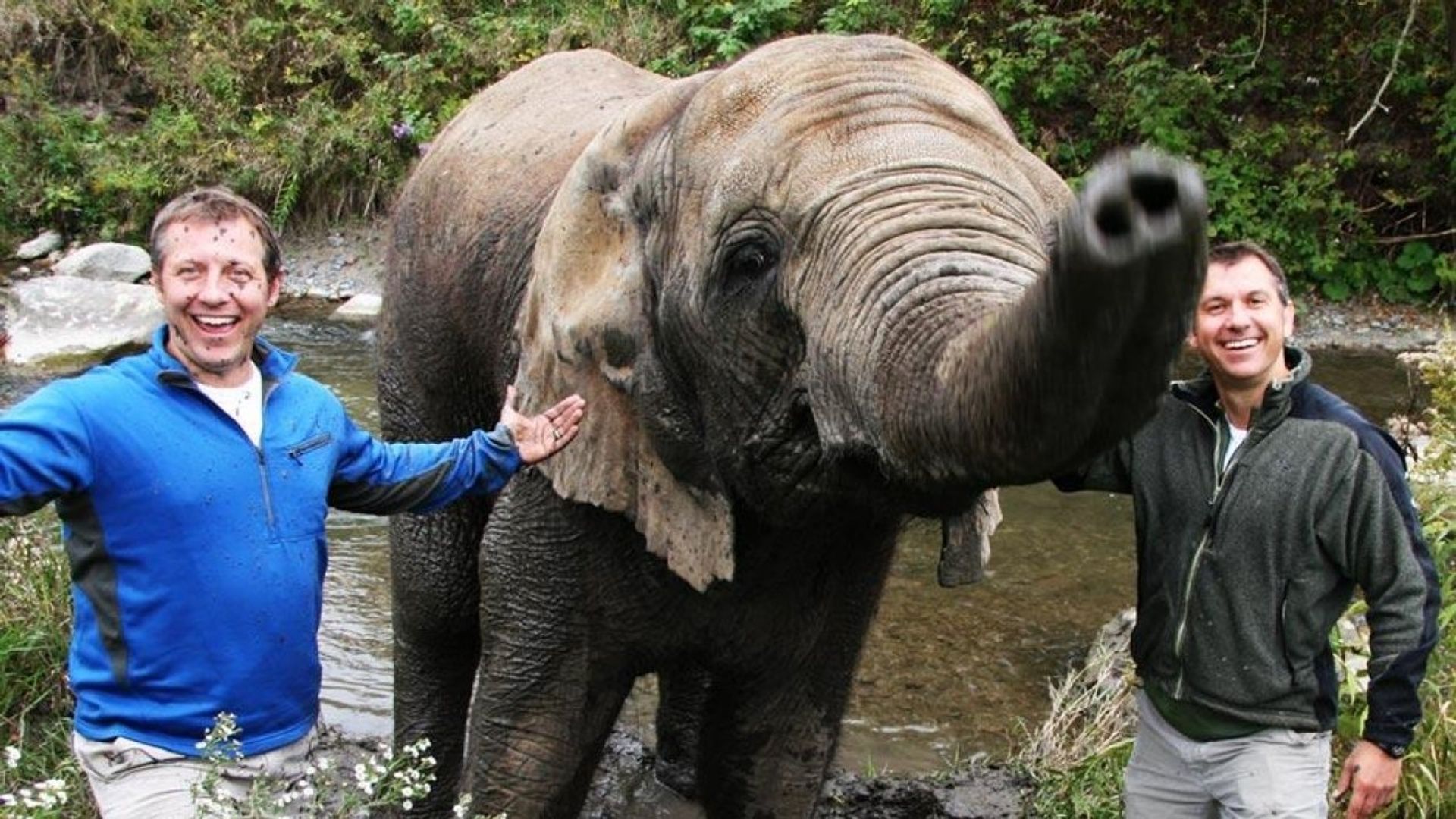 Kratts' Creatures background