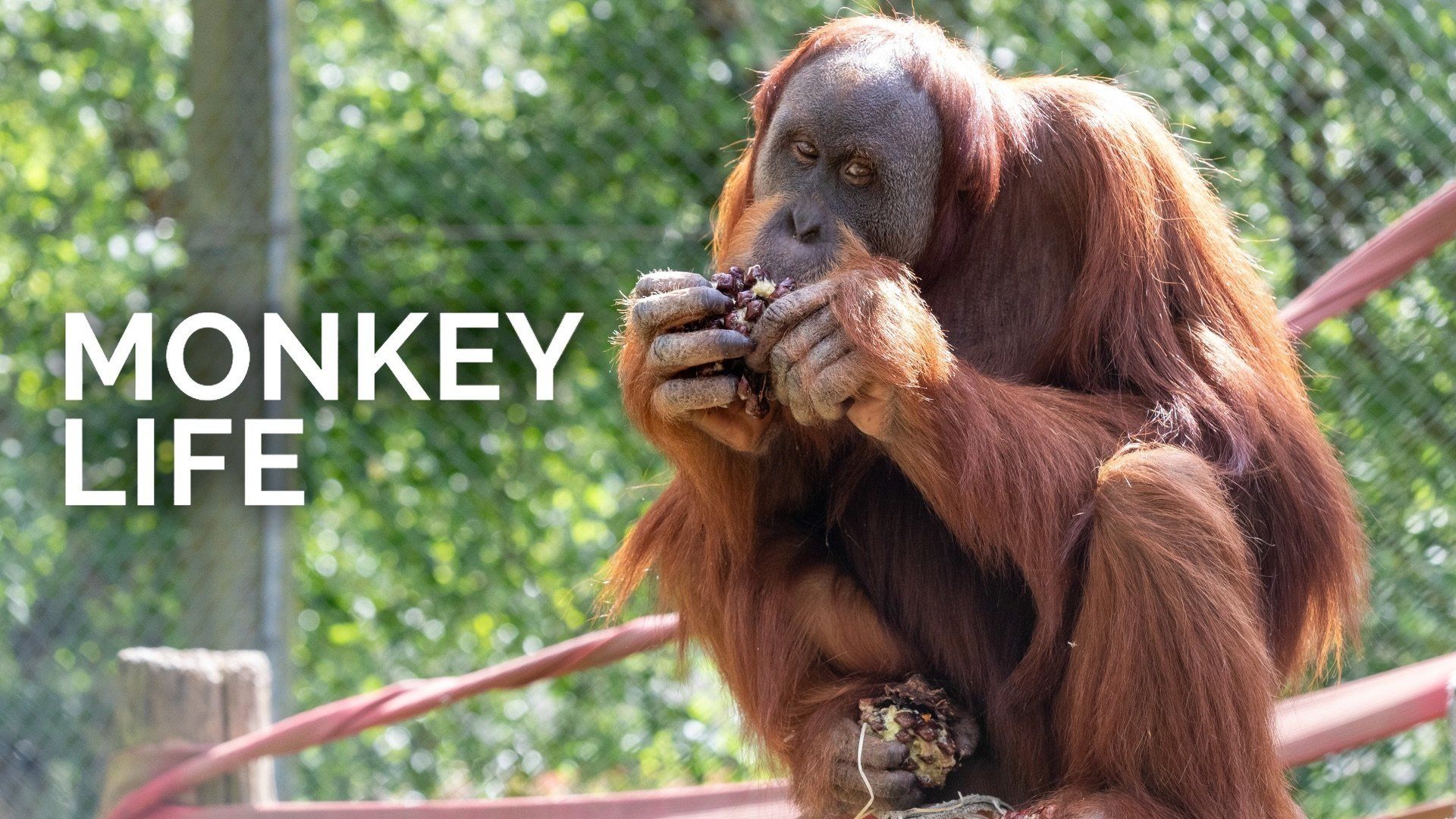 Monkey Life background