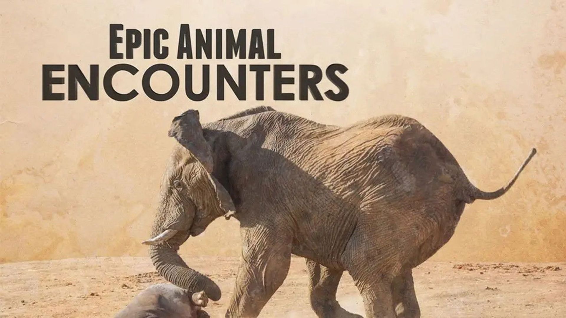 Epic Animal Encounters background