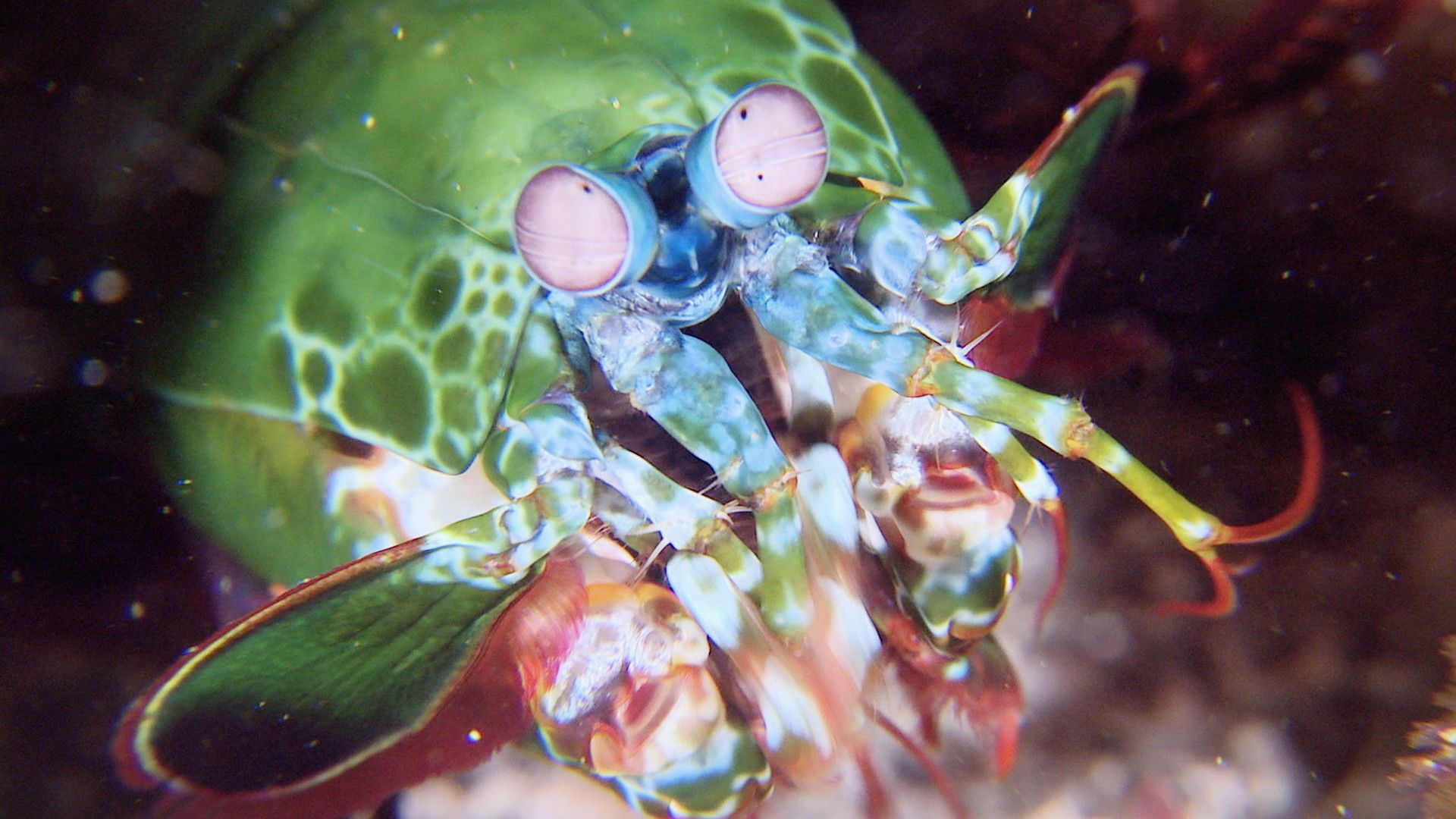 Animal Arms Race background