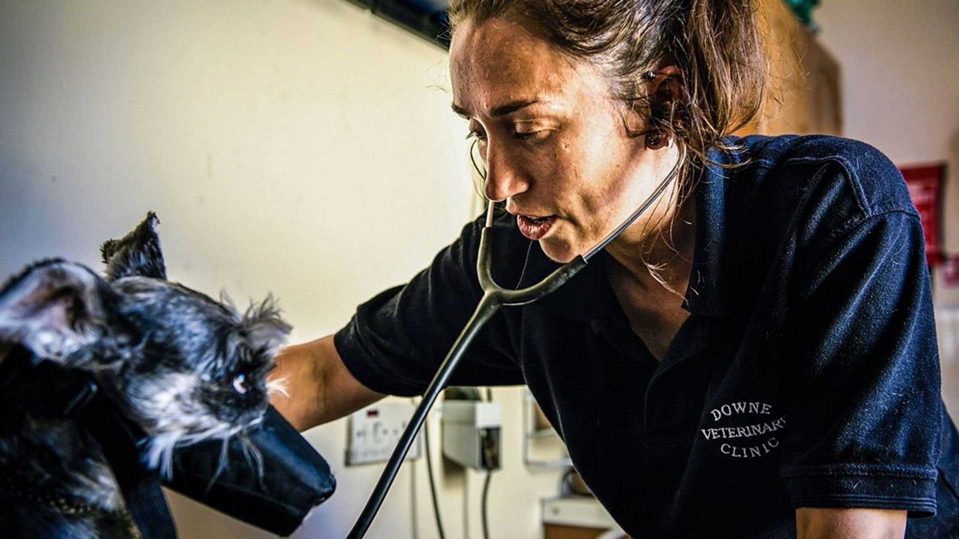 Mountain Vets background