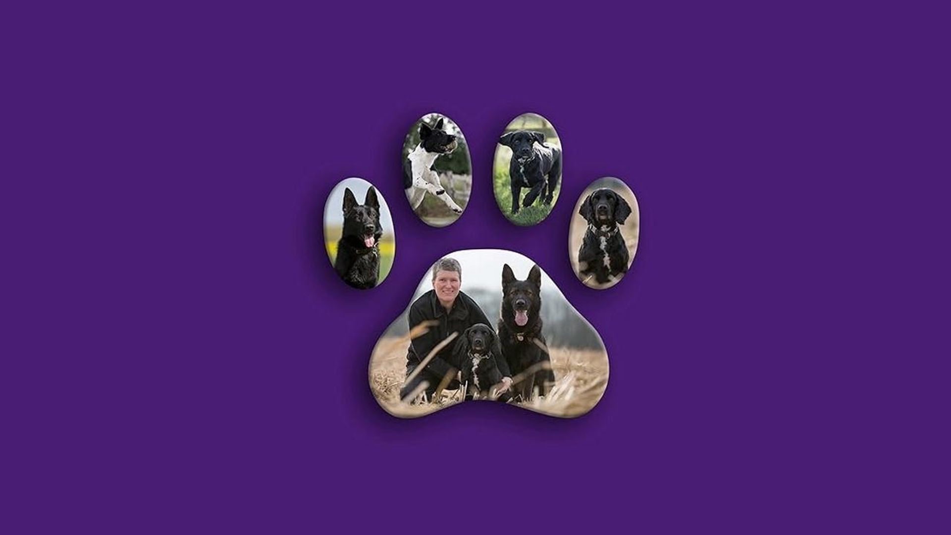 Dog Detectives background