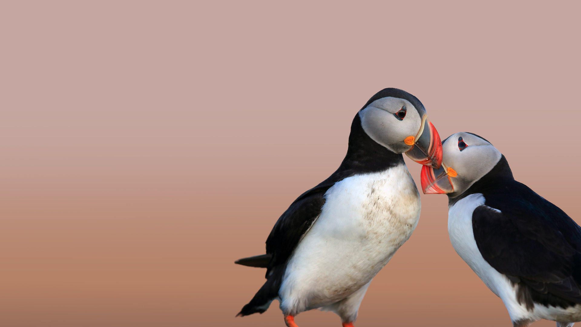 Destination Wild: Wild Arctic background