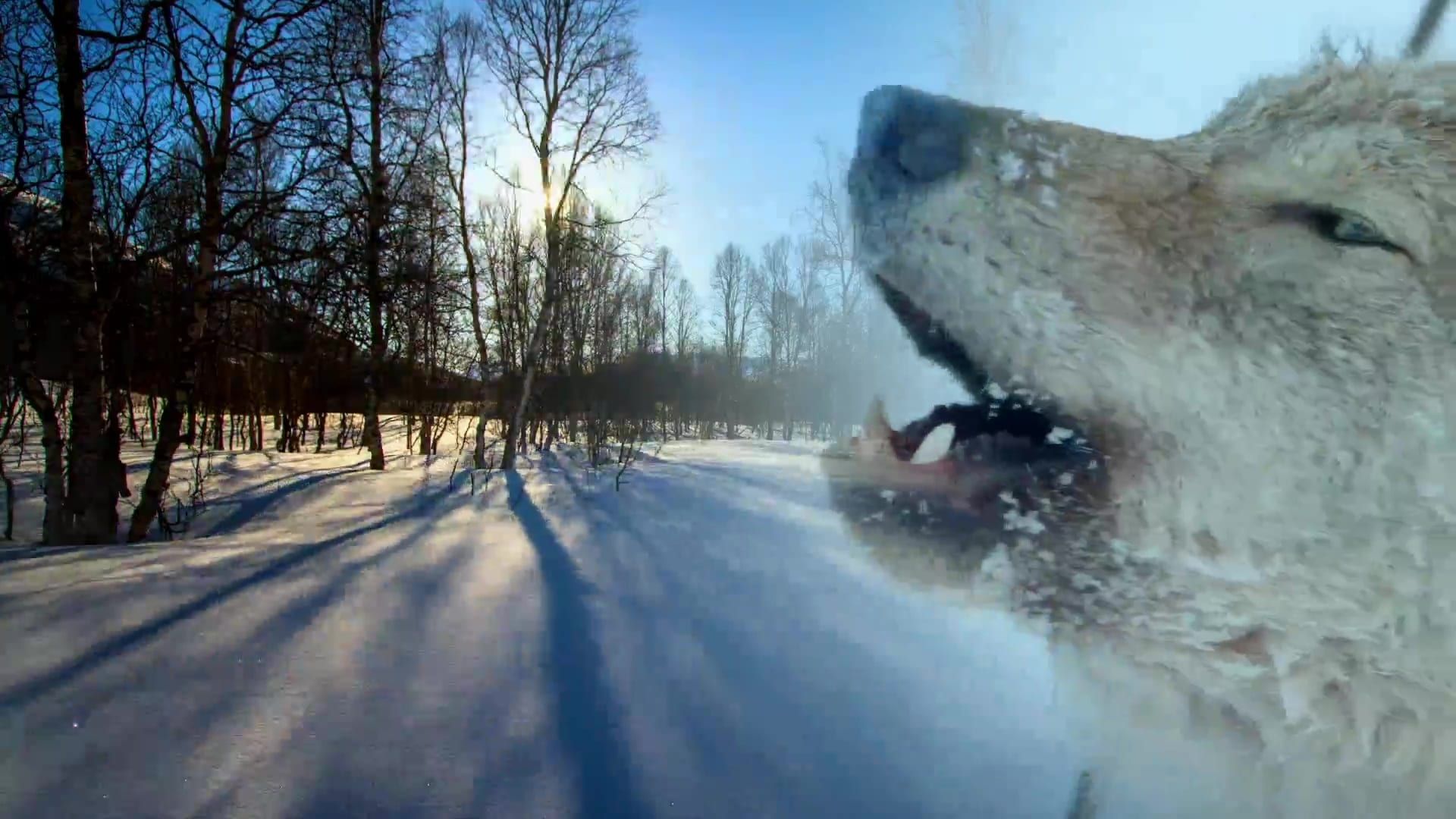 Wildest Europe background