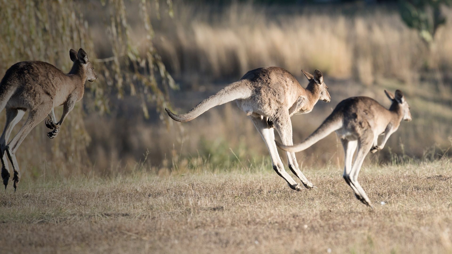 Awesome Animals background