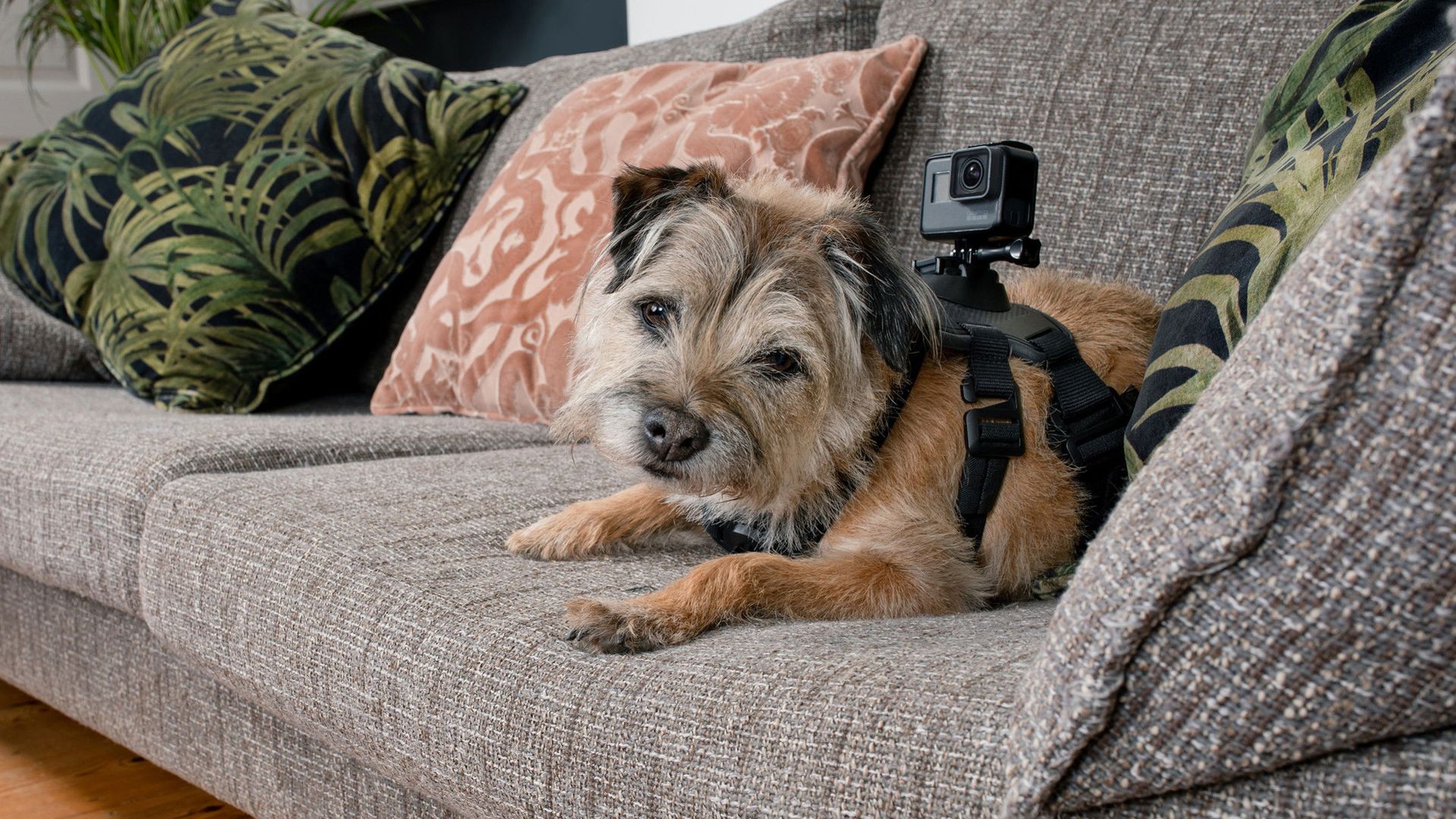 Celebrity Snoop Dogs background