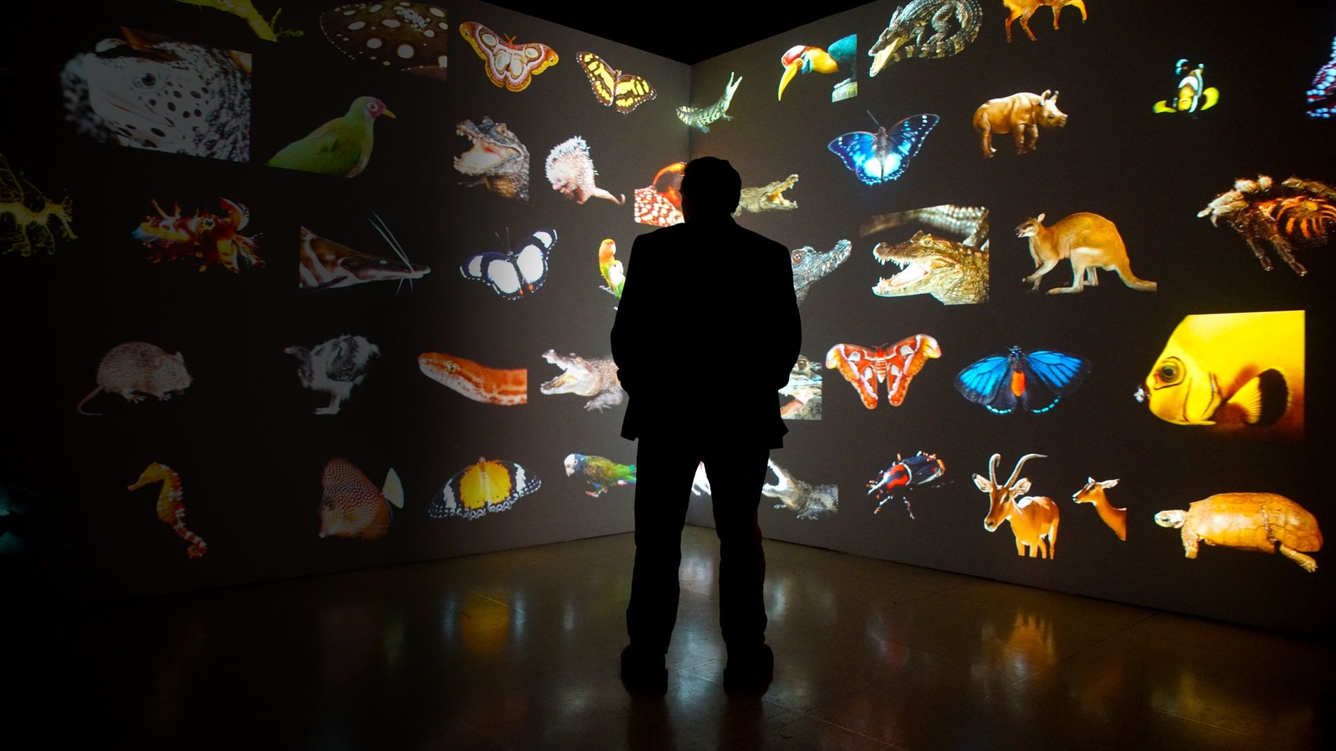 Photo Ark background