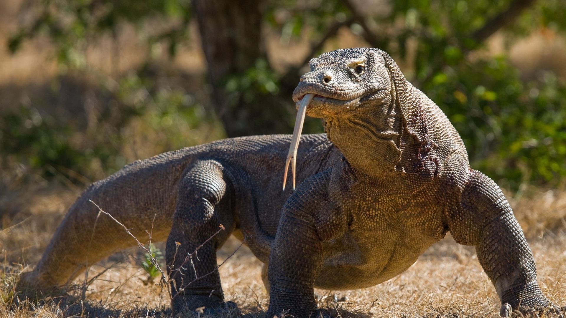 Asia's Wild Secrets background