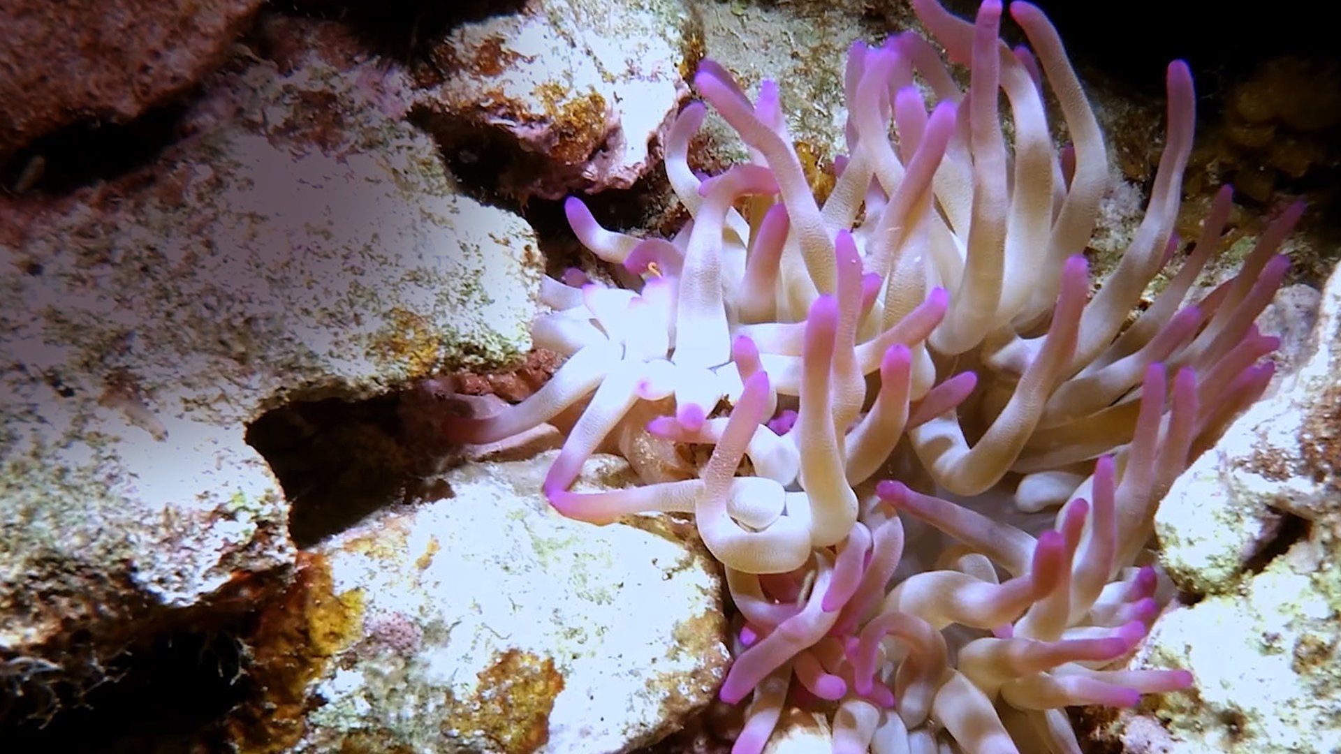 Scuba Sam's World background