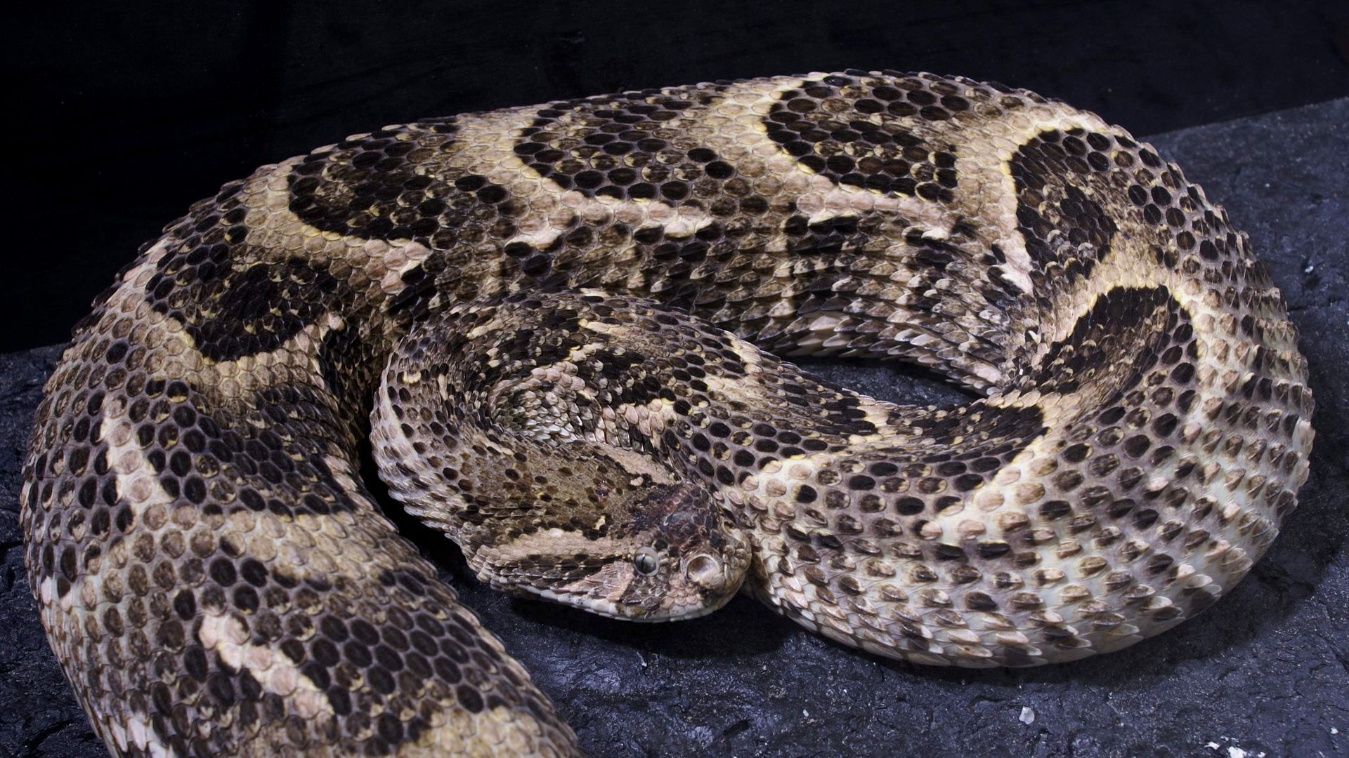 When Predators Attack background