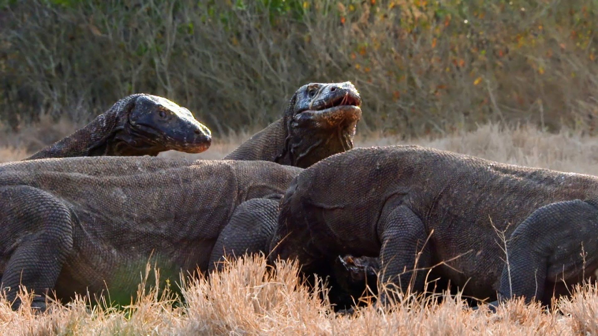 Wildest Survival background