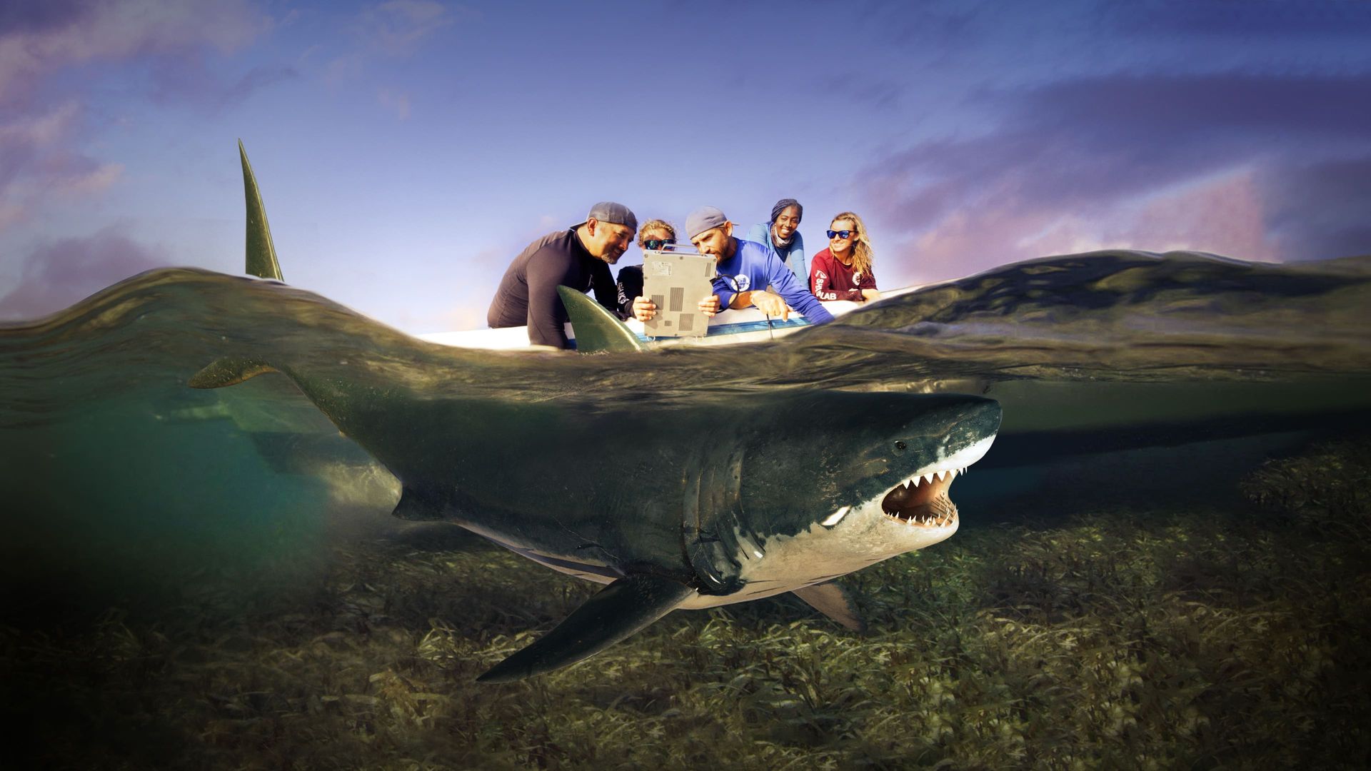 Shark Attack Files background