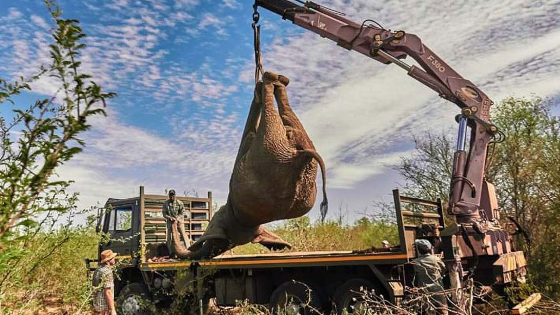 Extreme Animal Transport background