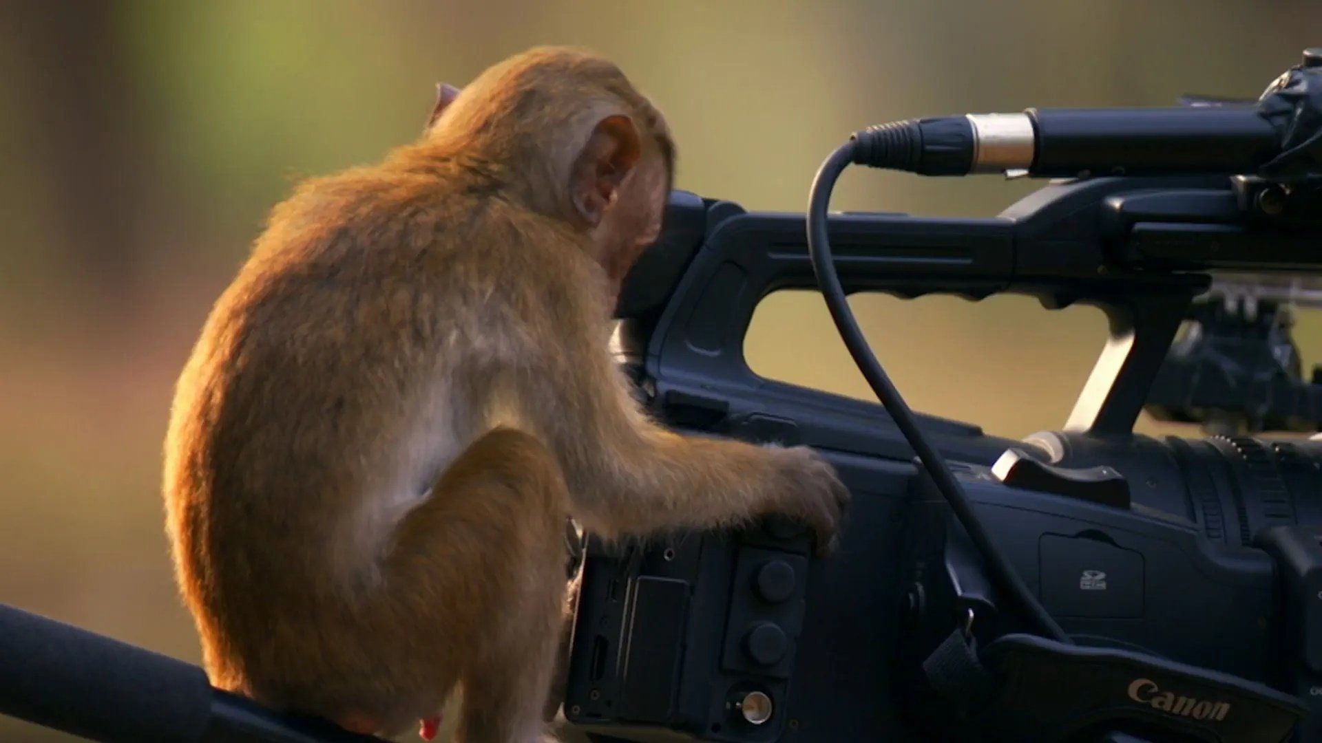 Bad Nature background