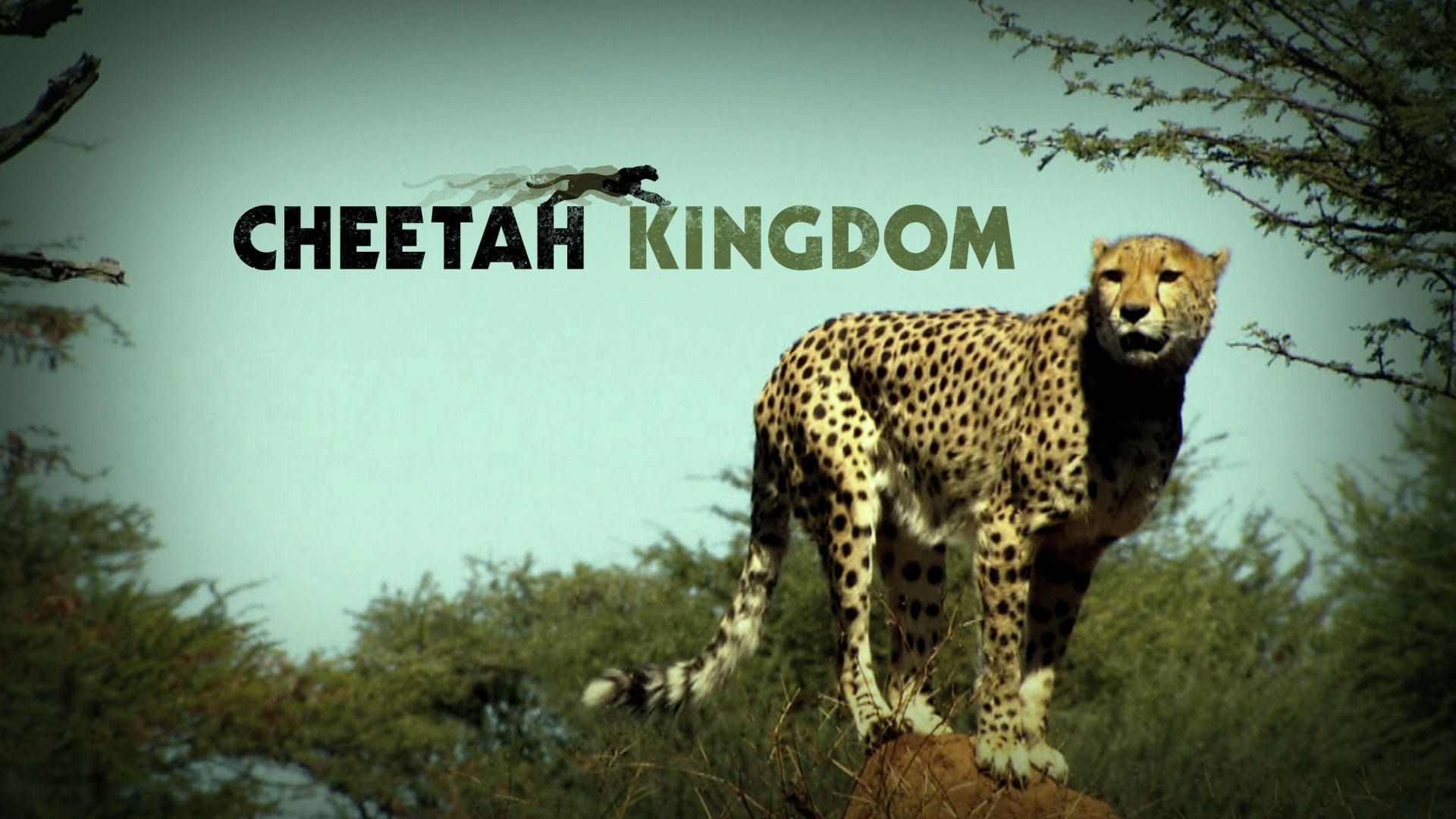 Cheetah Kingdom background