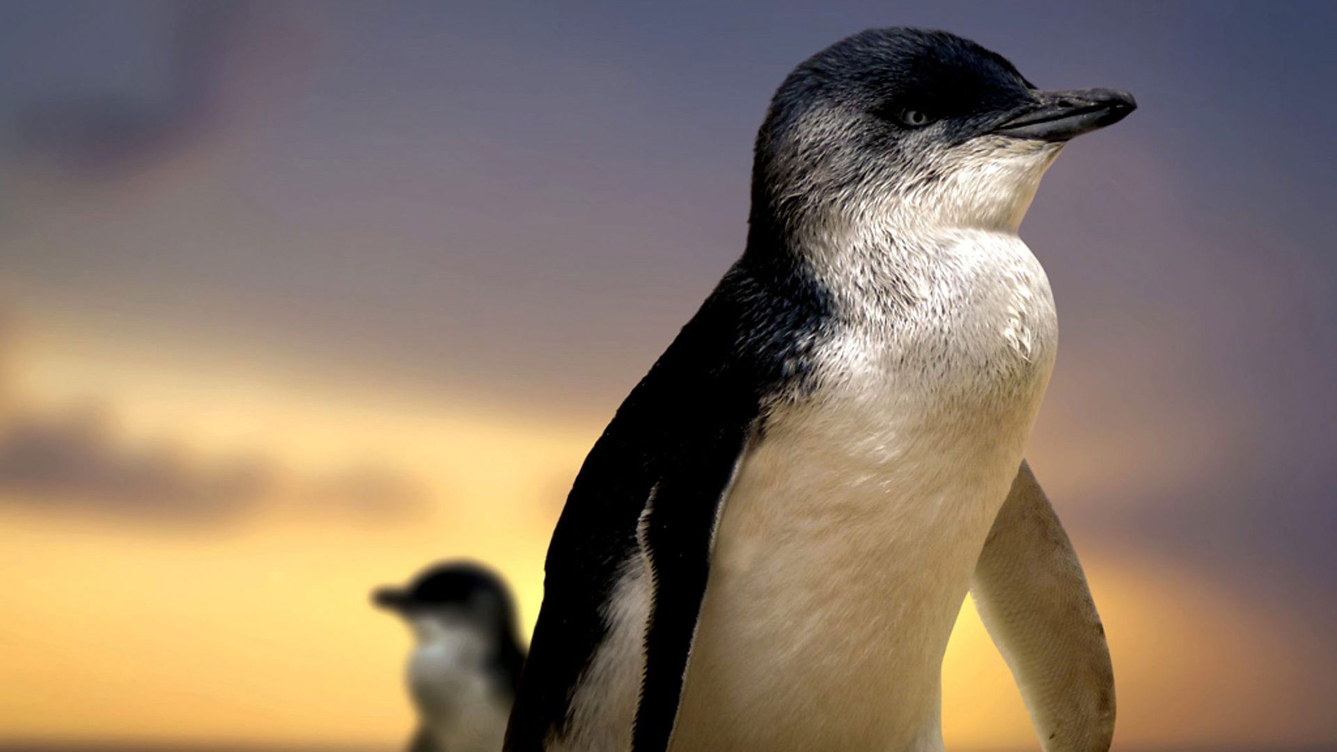 Penguin Island background