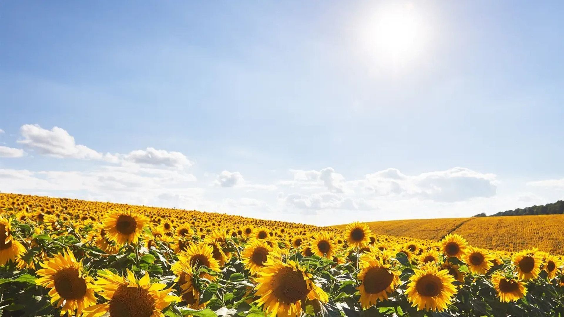 The Three Drinkers in Cognac background