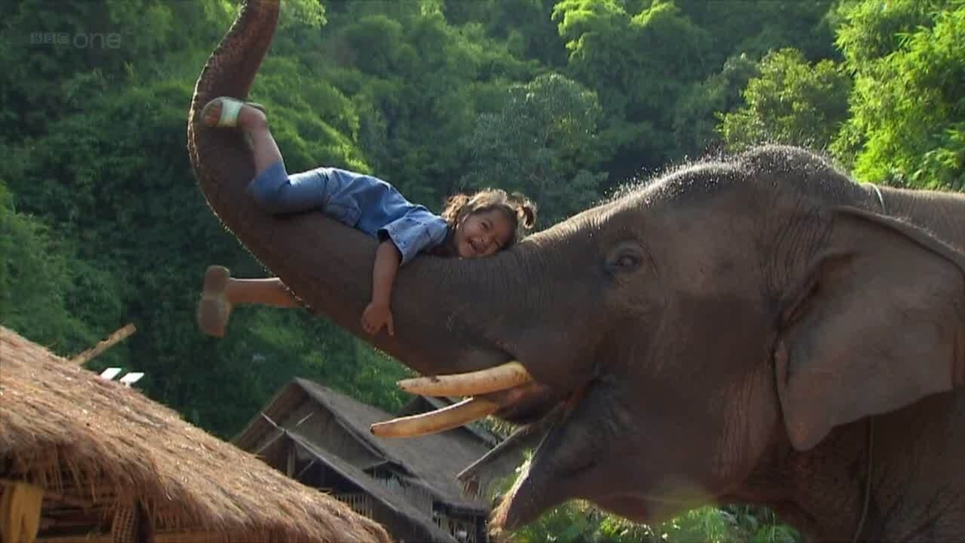 Super Smart Animals background