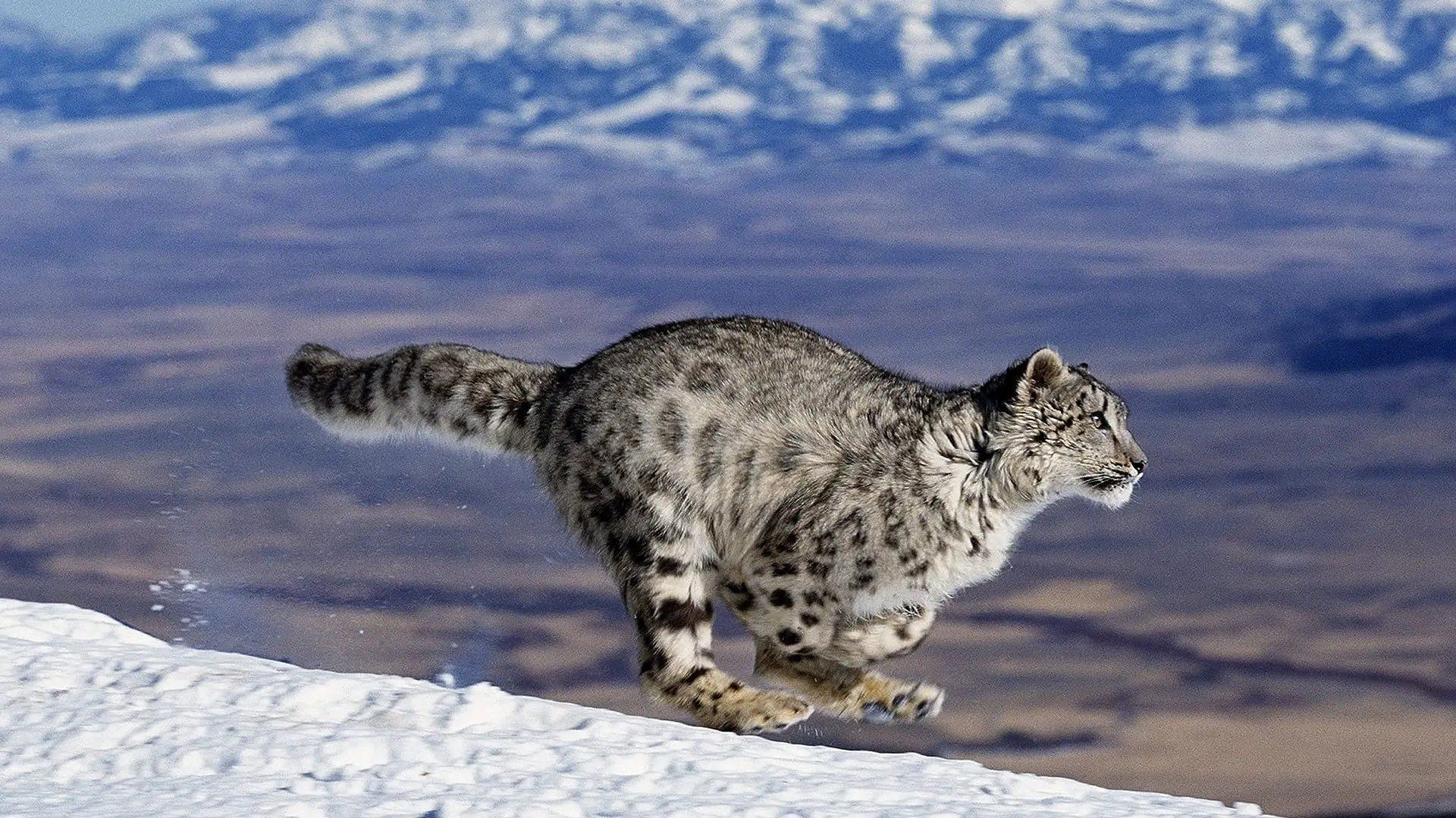 Nature's Fast Attacks background