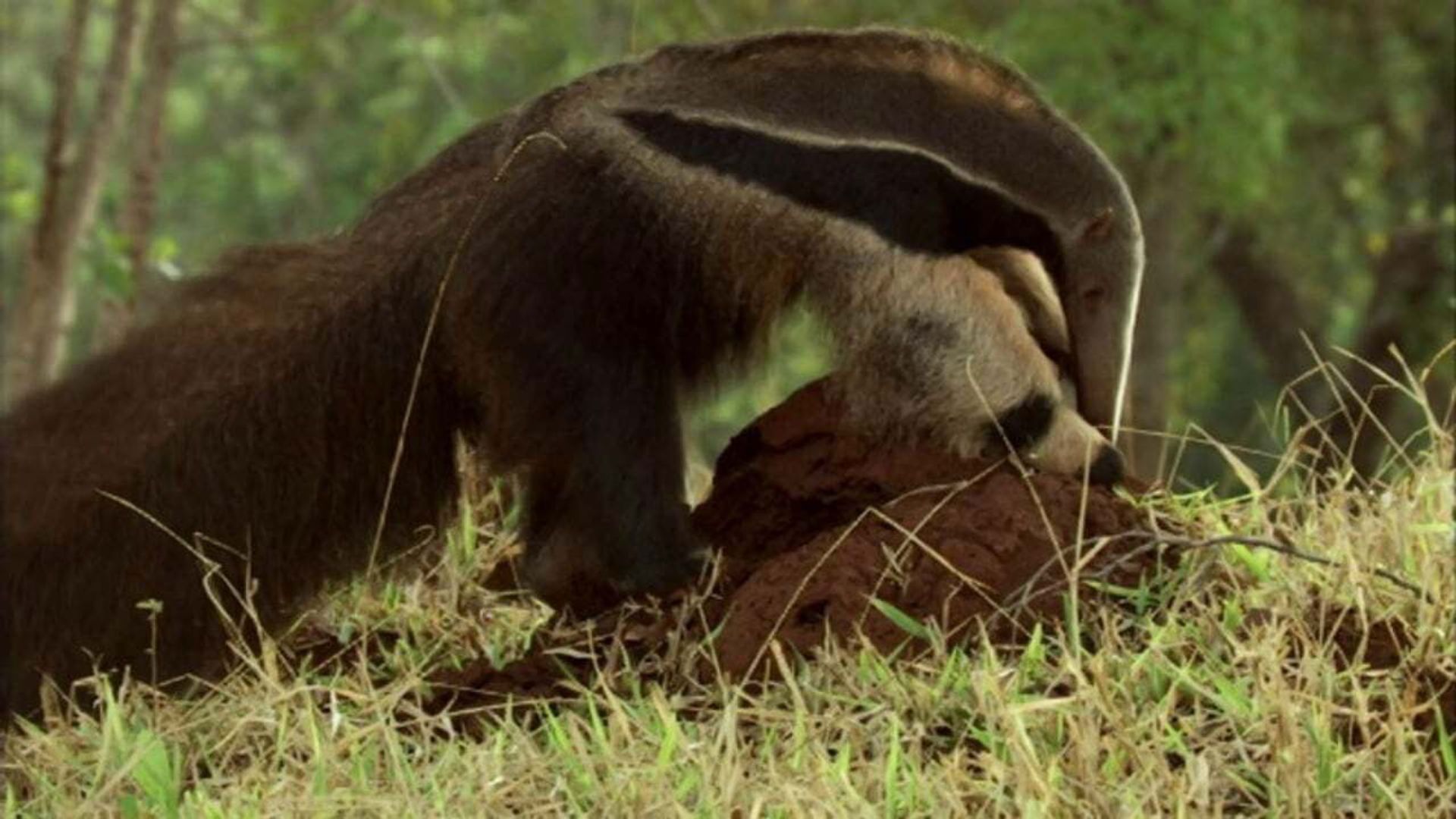 How Nature Works: Jungle background