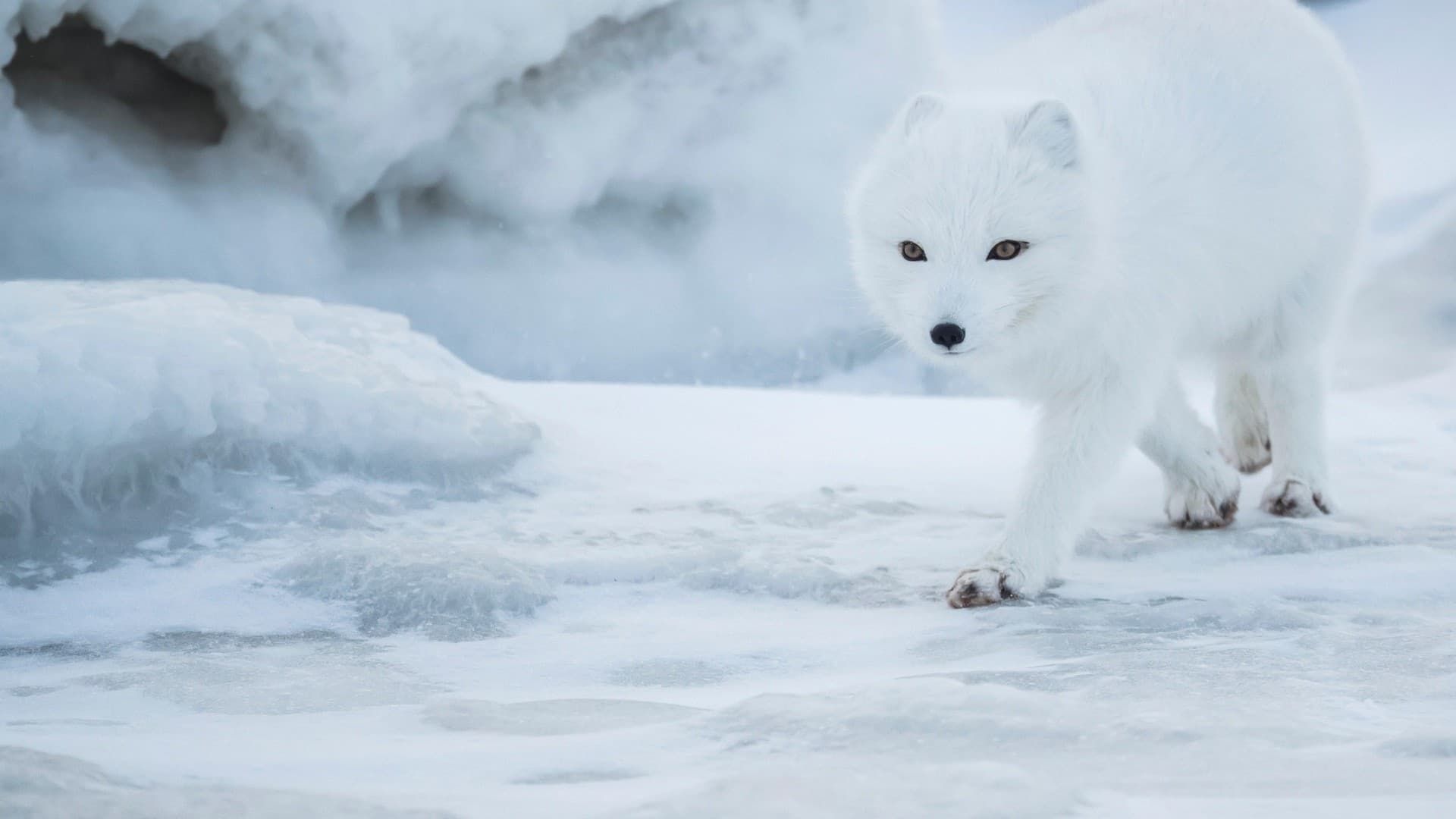 Dogs in the Wild, A Nature Miniseries background