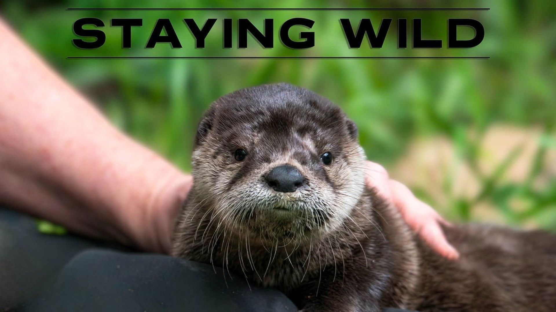 Staying Wild background