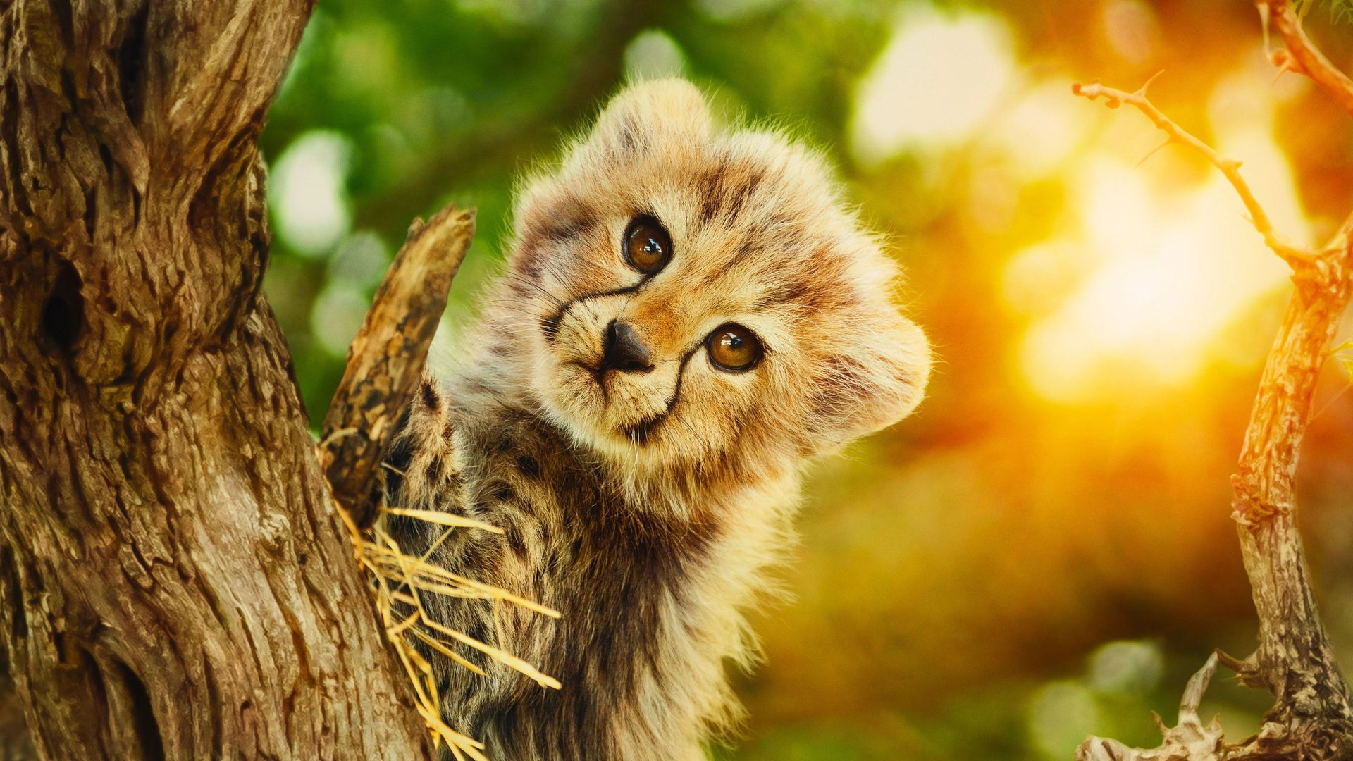 Born to be Wild background