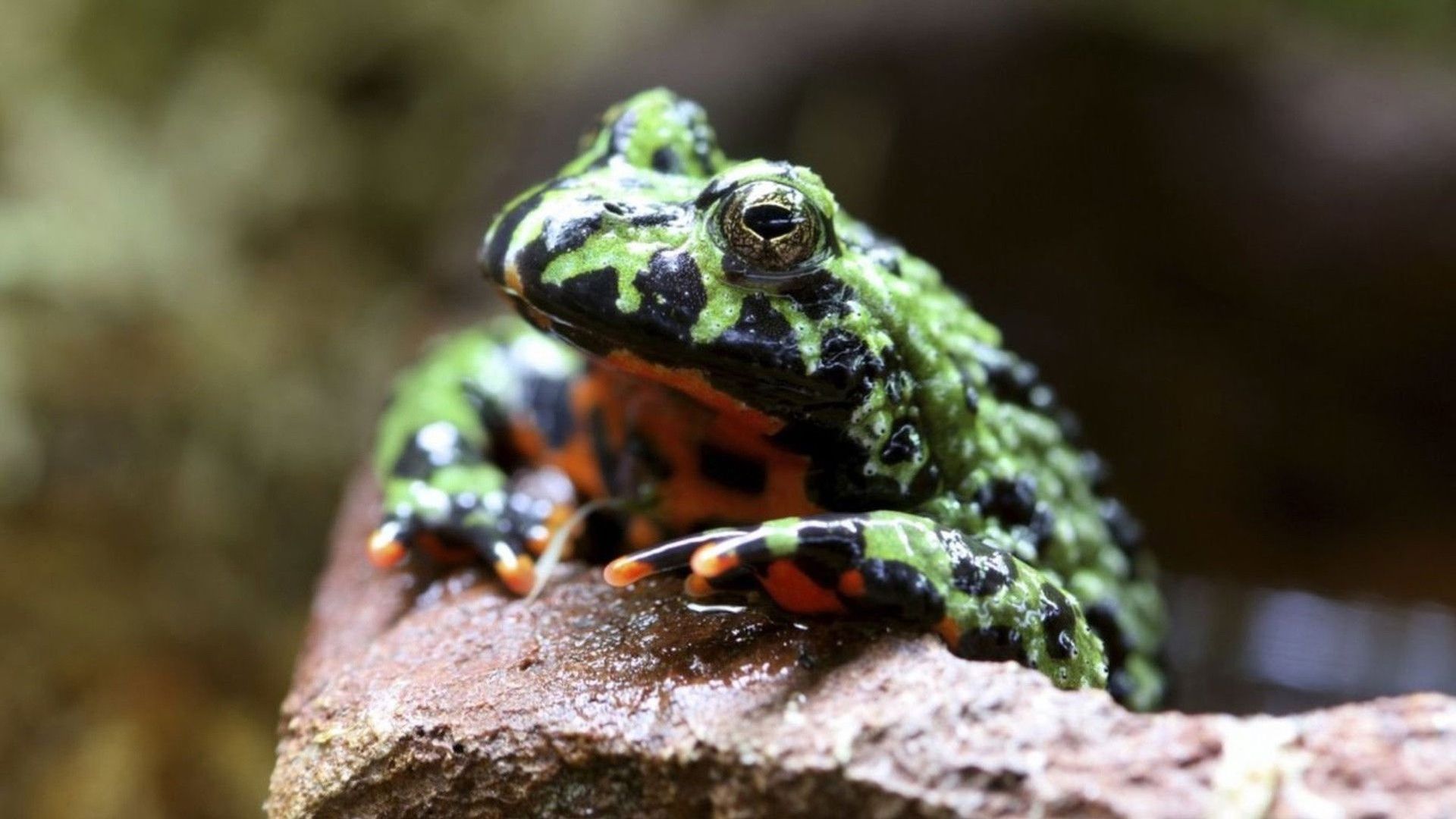 Ultimate Animal Countdown background