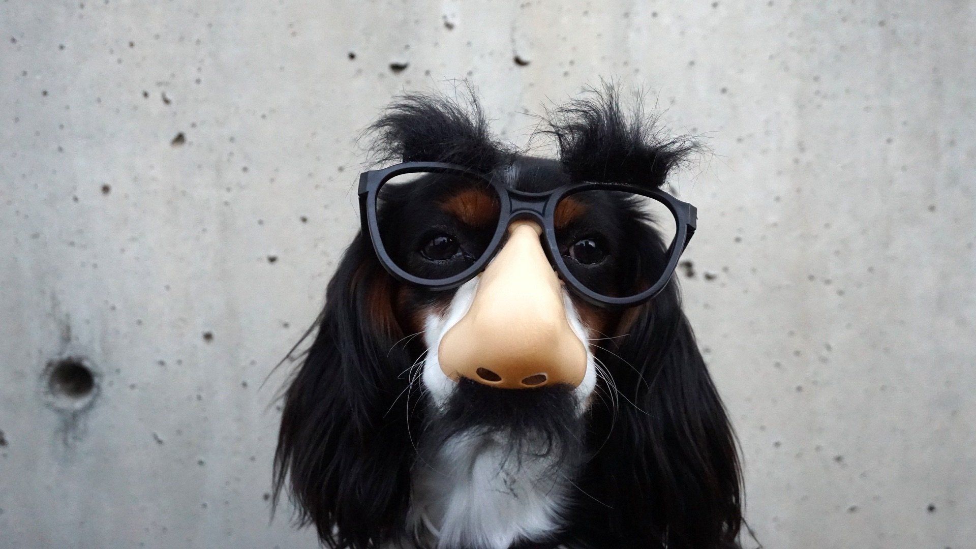 Top 20 Funniest background