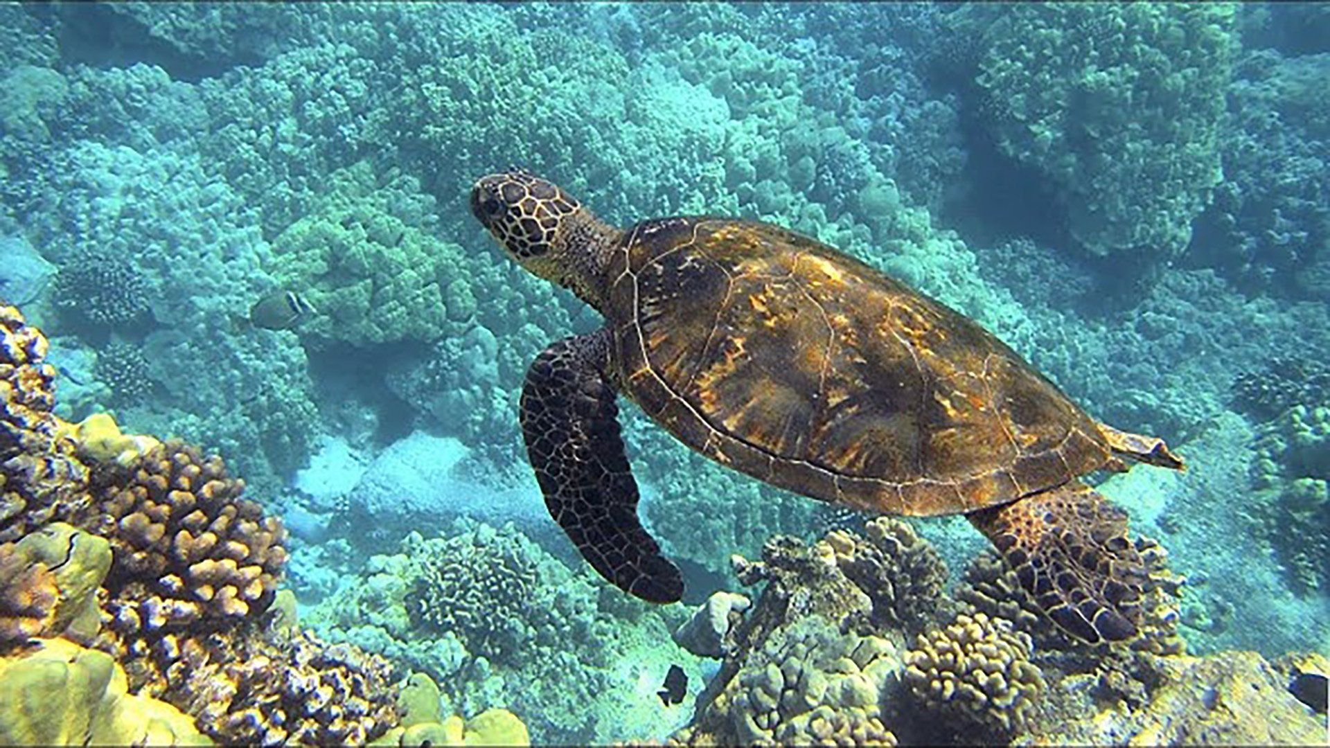 Deep Dive Australia background