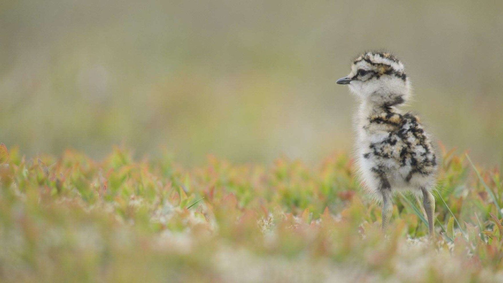 Scotland: The New Wild background