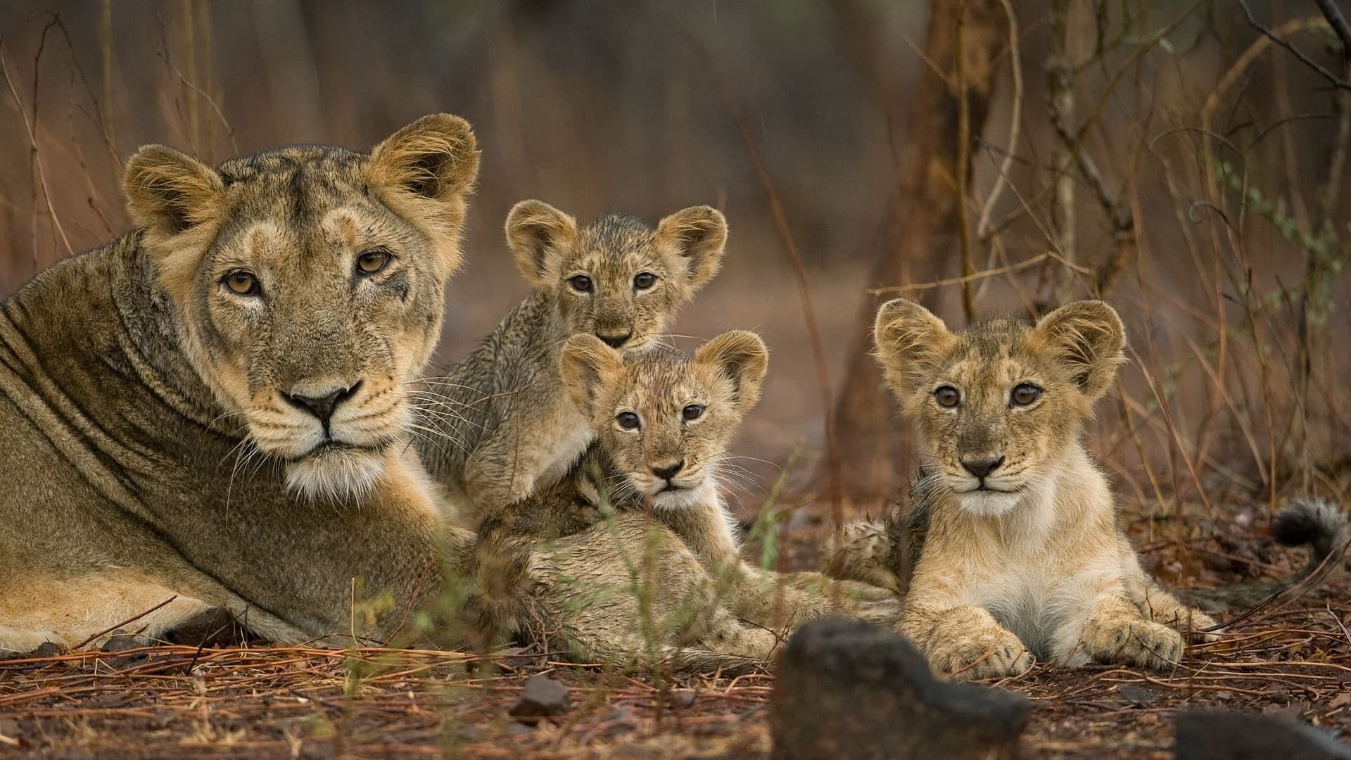 Destination Wild: India background