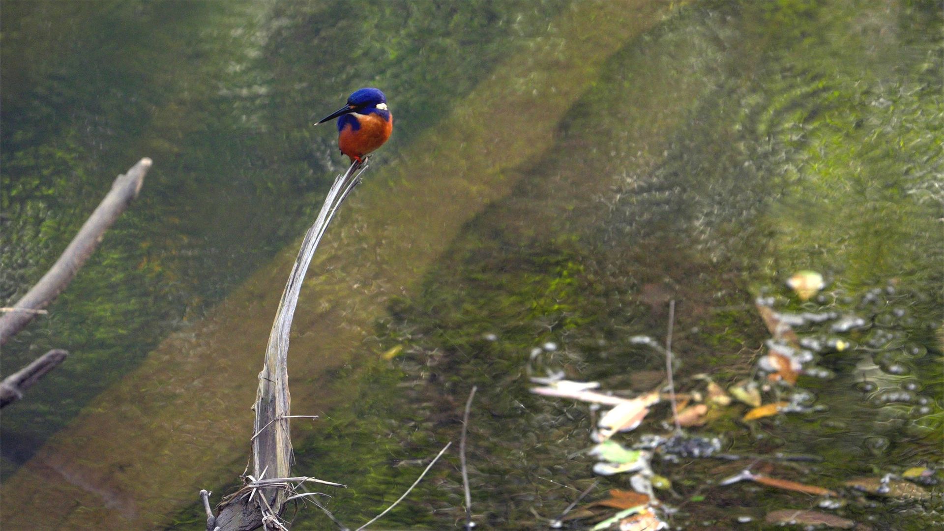 Extraordinary Australia background