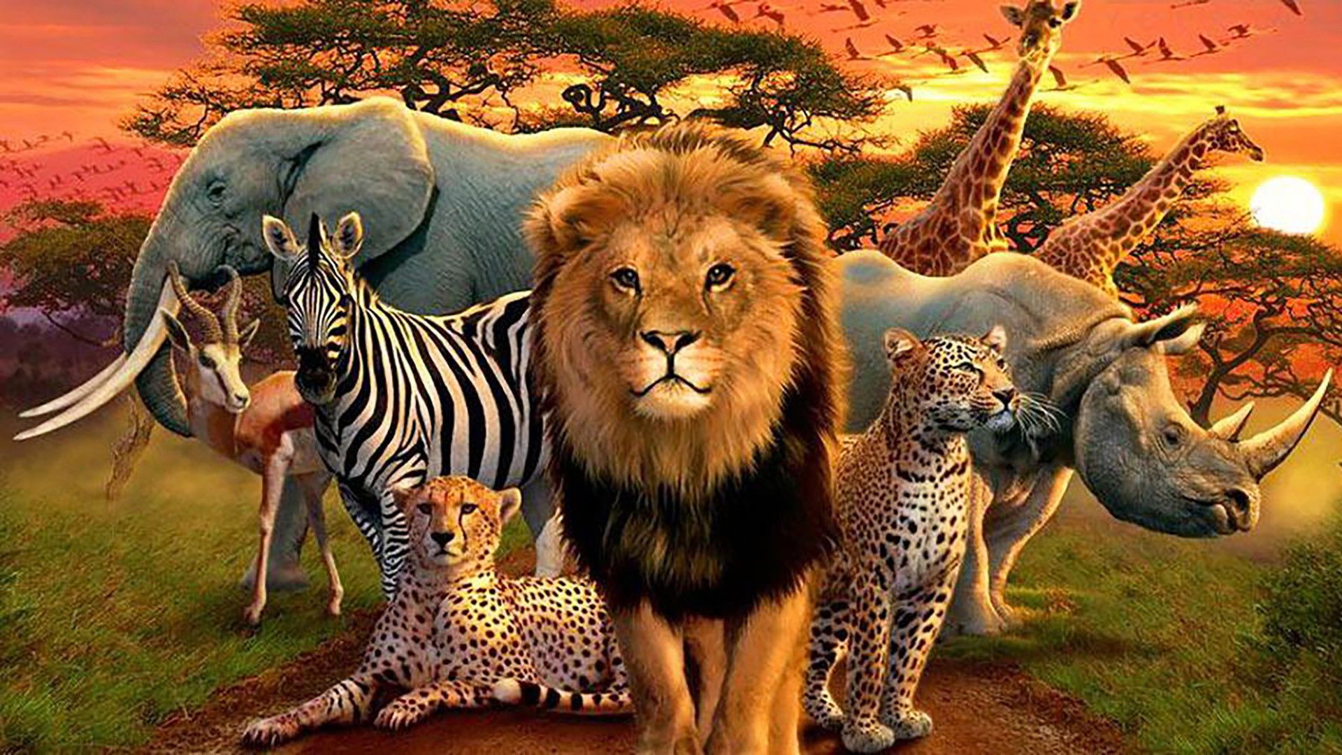 Great Species of Africa background
