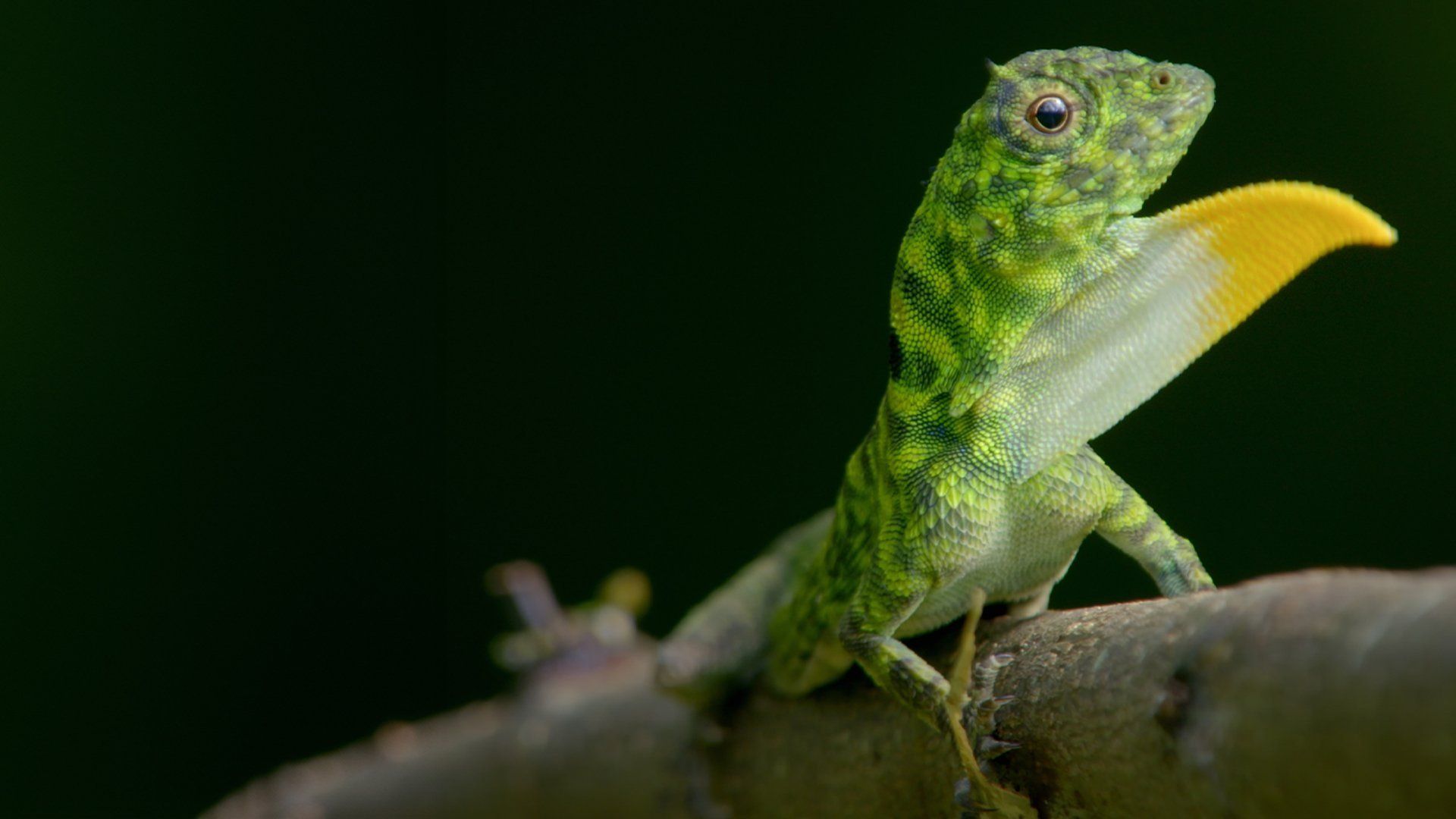 Planet Weird background