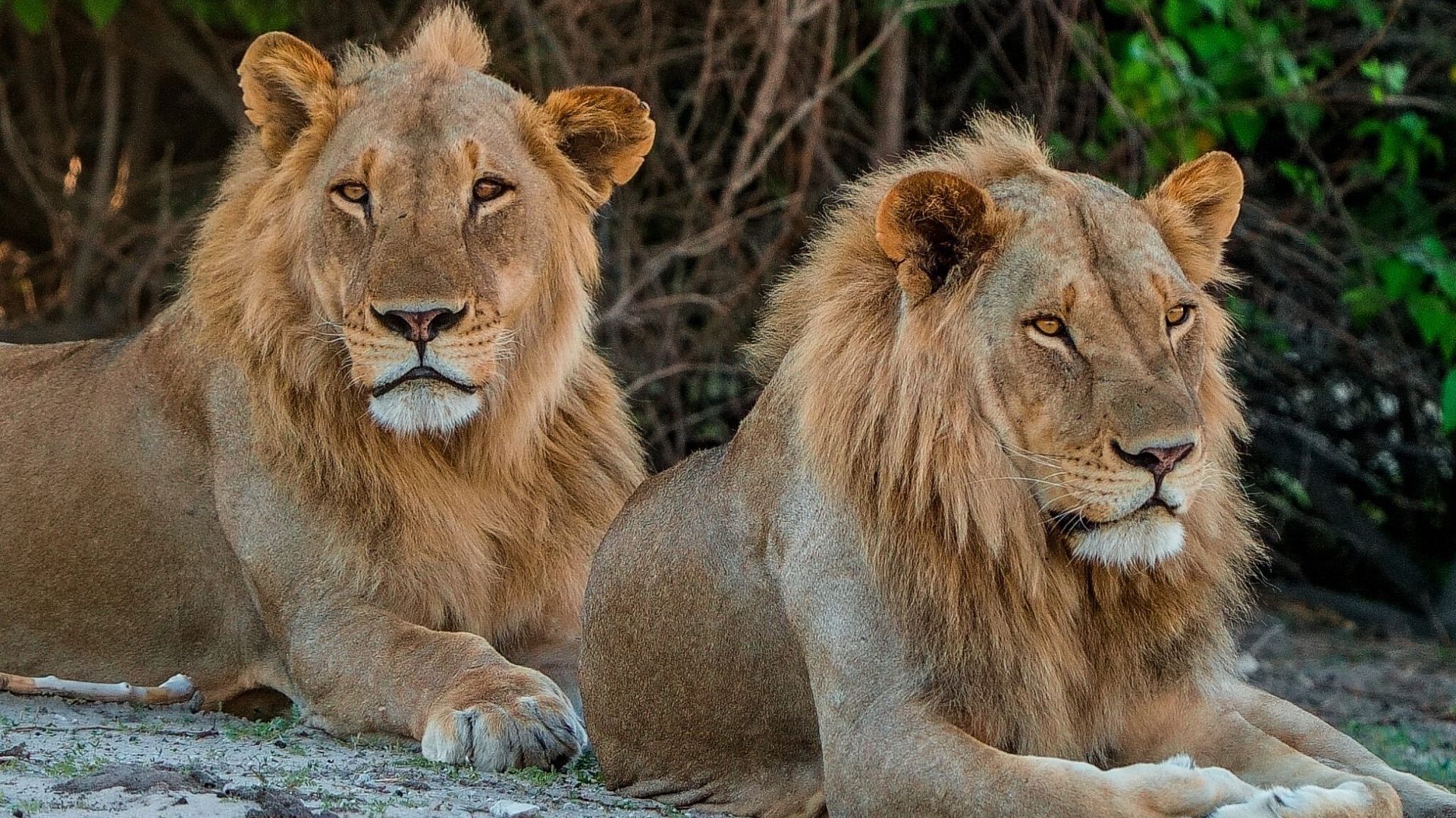 Pride Rules background