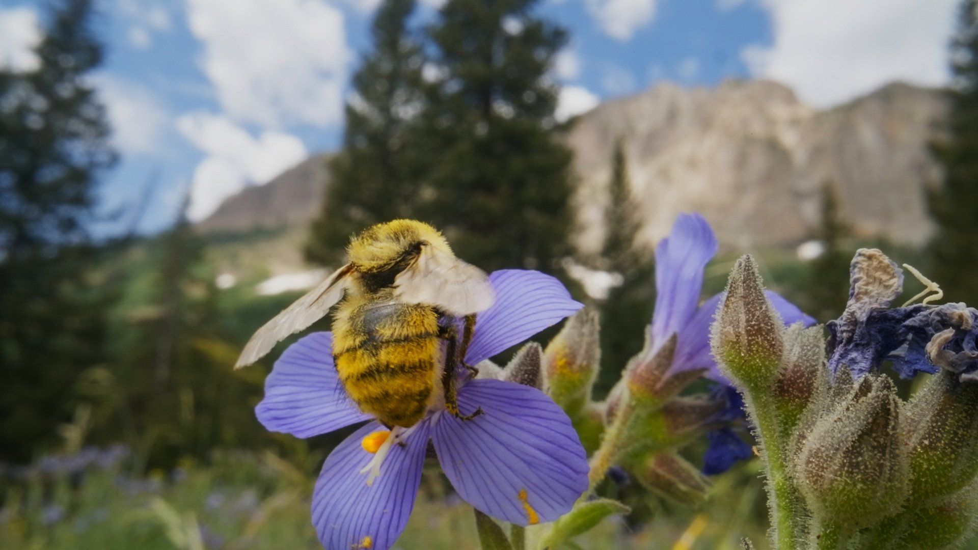 Bugs That Rule the World background