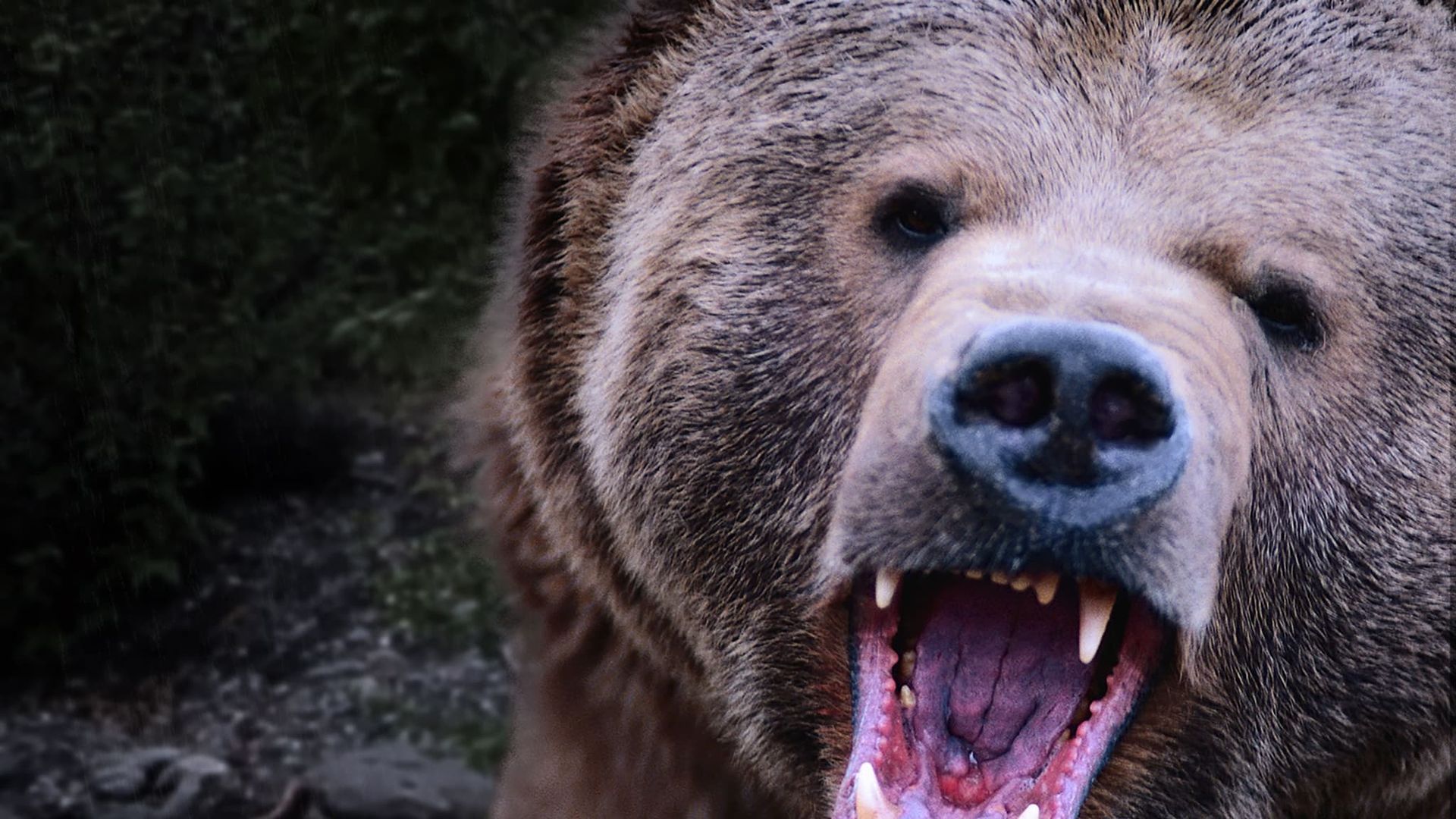 Kodiak background