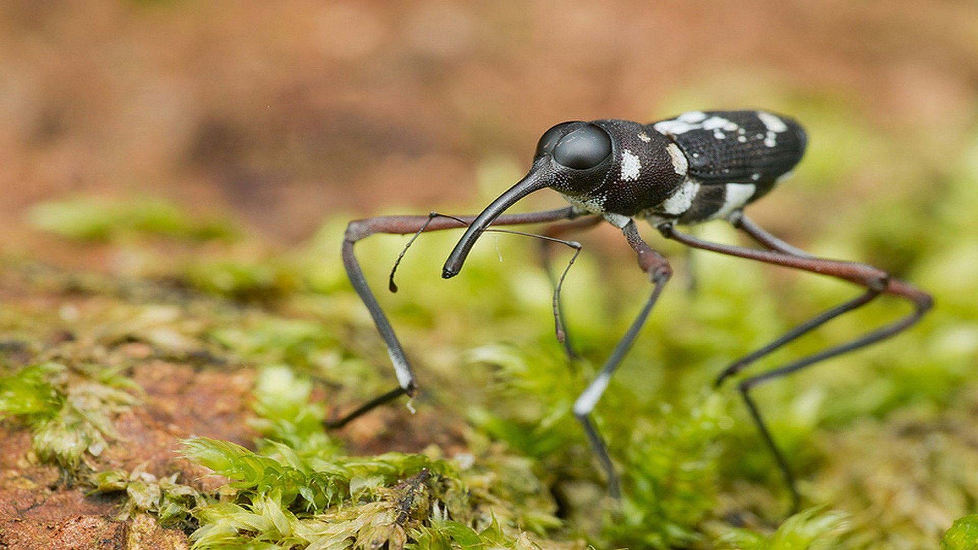 Extreme Bugs background