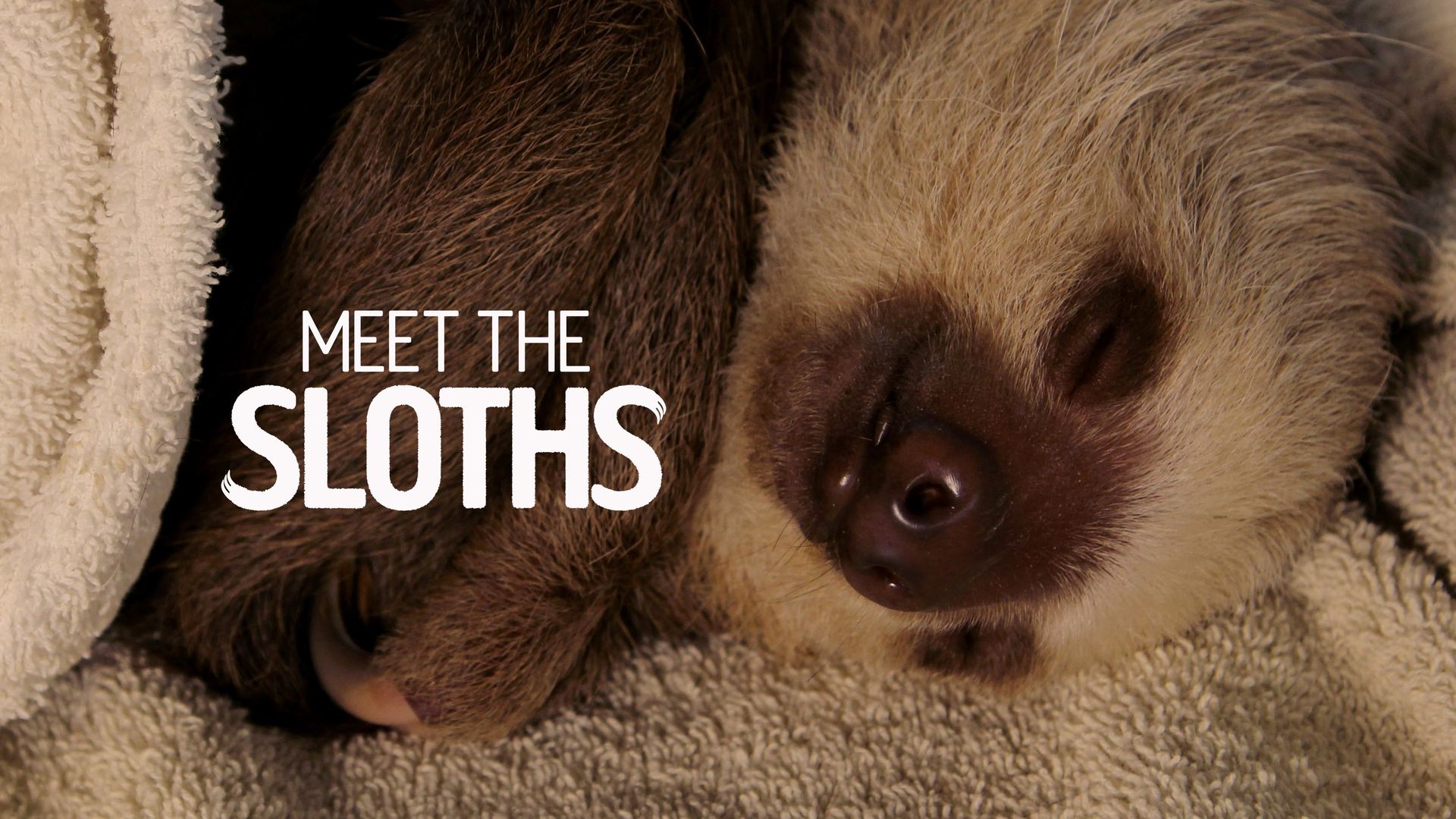 Meet the Sloths background