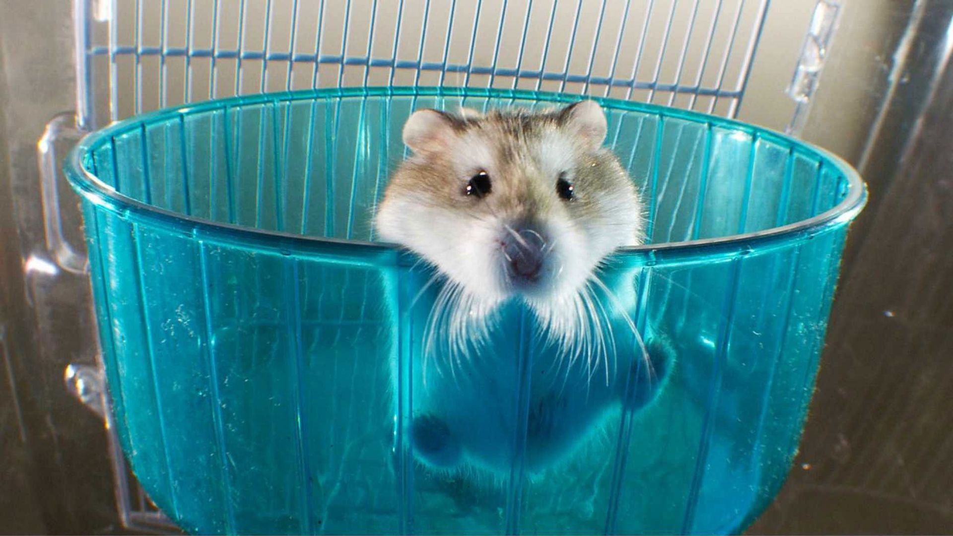 Pets: Wild at Heart background