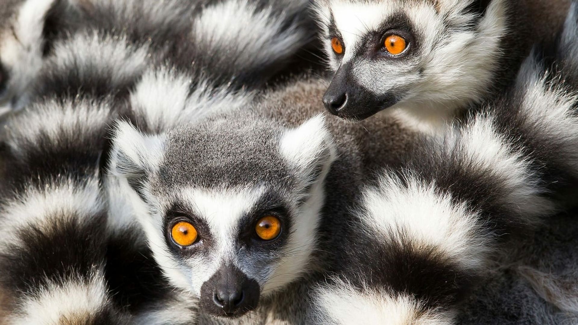 Nature's Greatest Dancers background