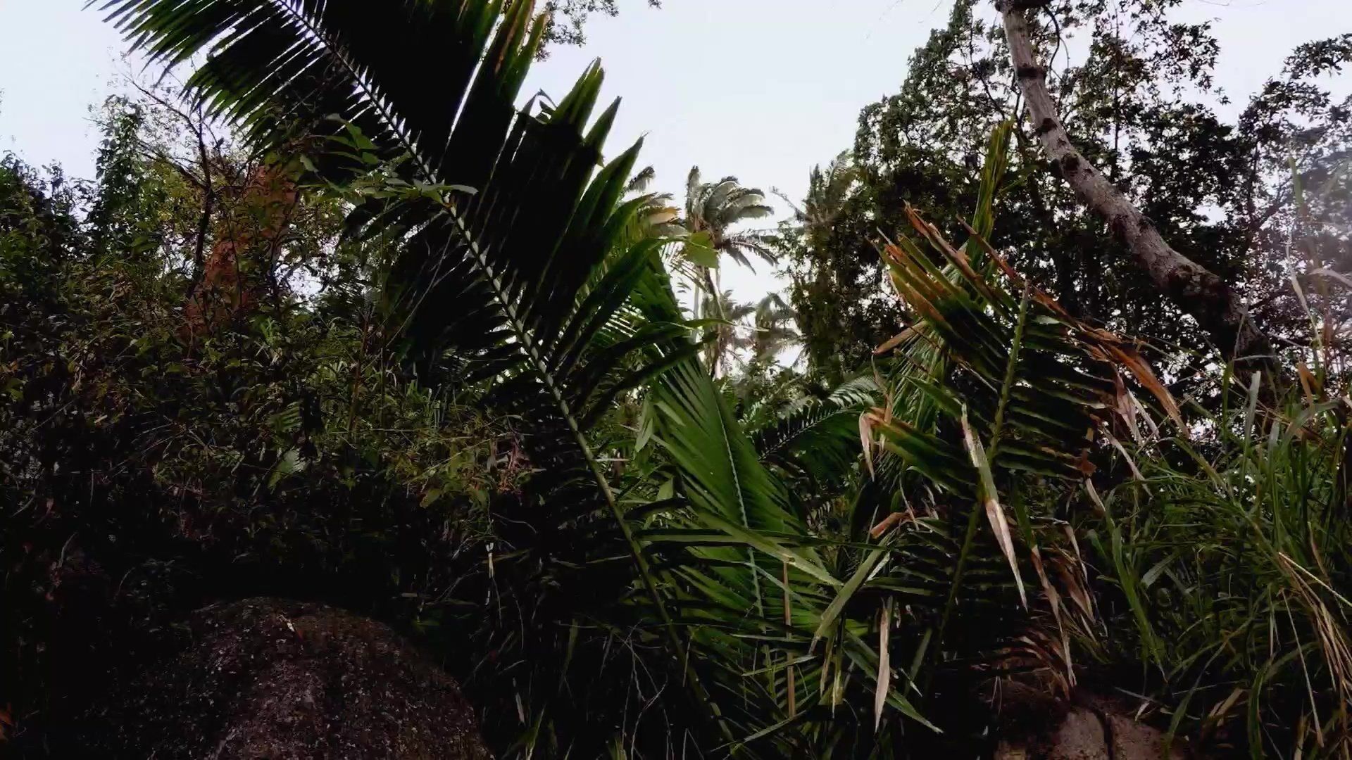 Seasons of the Wild background