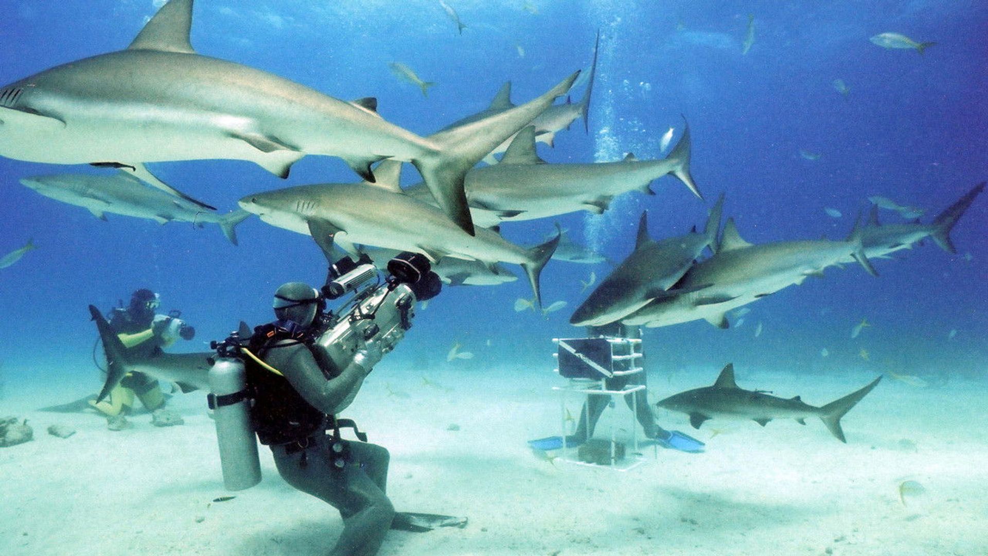 Shark Divers - Dokumentation background