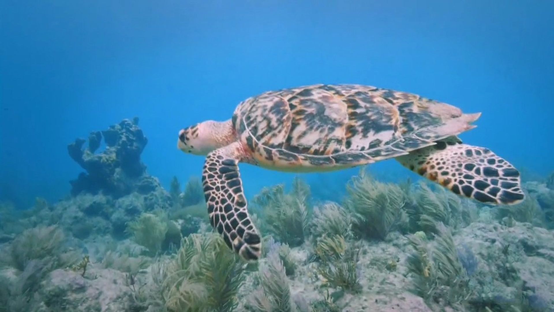 The Living Beach background