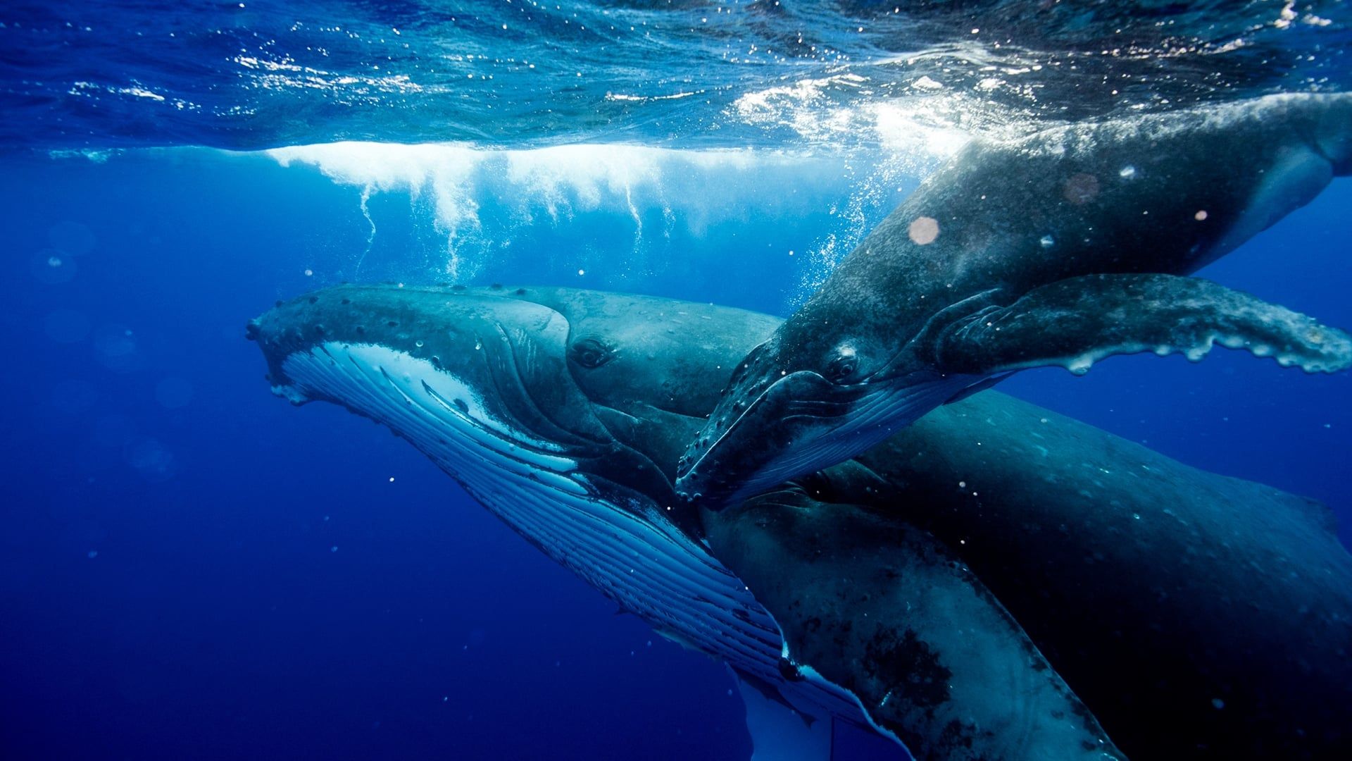 Big Blue Live background