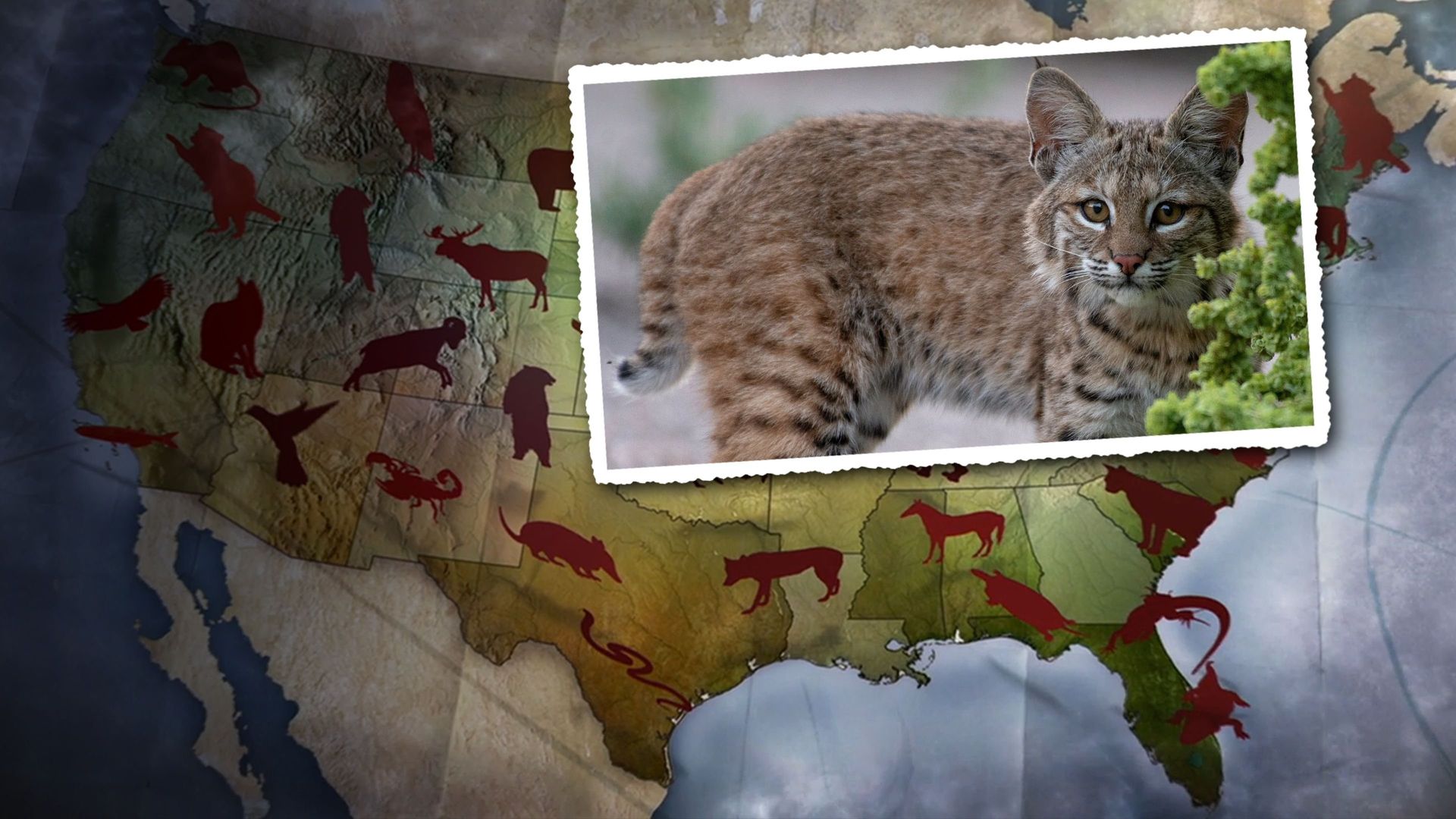 United States of Animals background