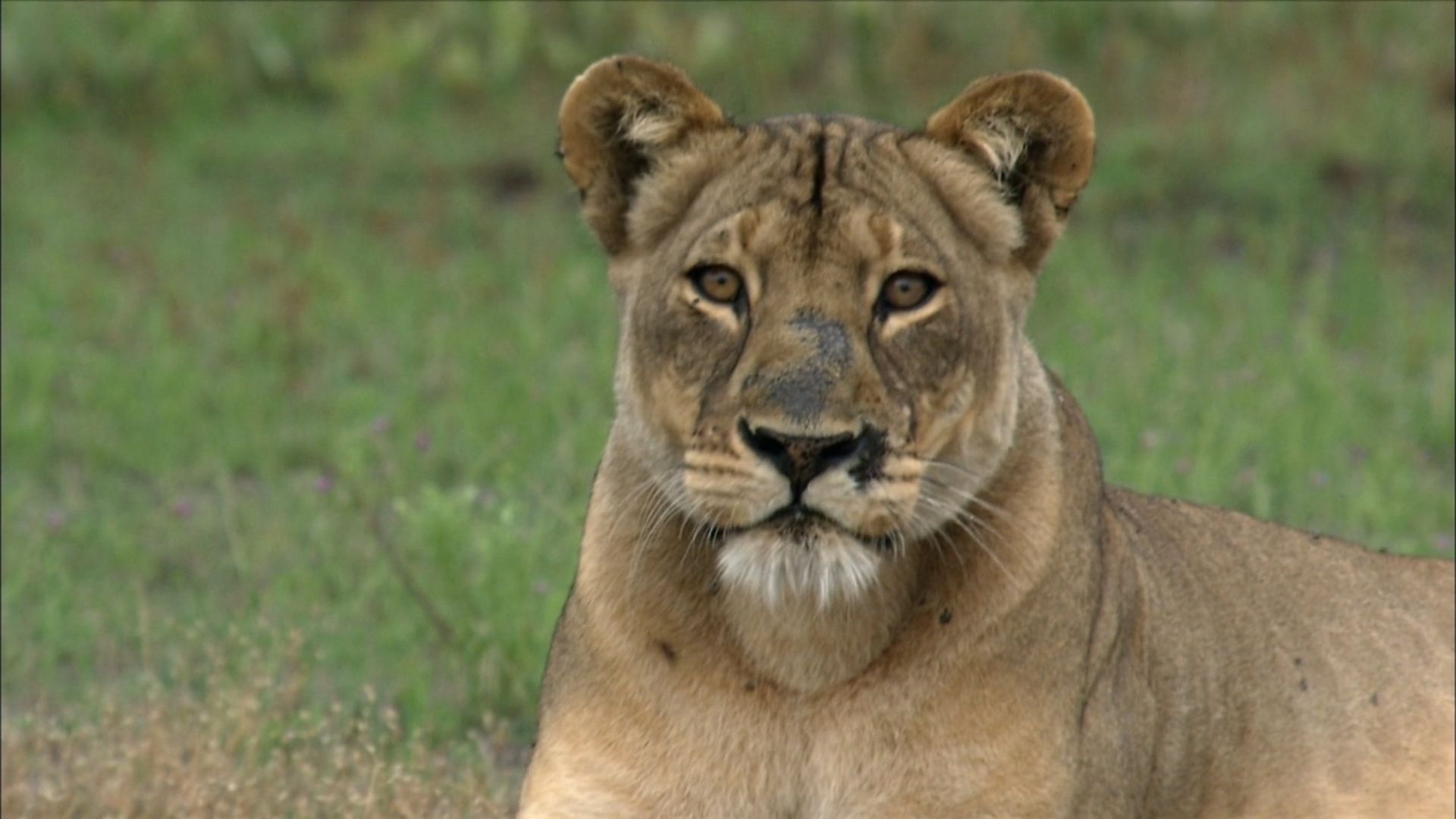 Stories of Africa background