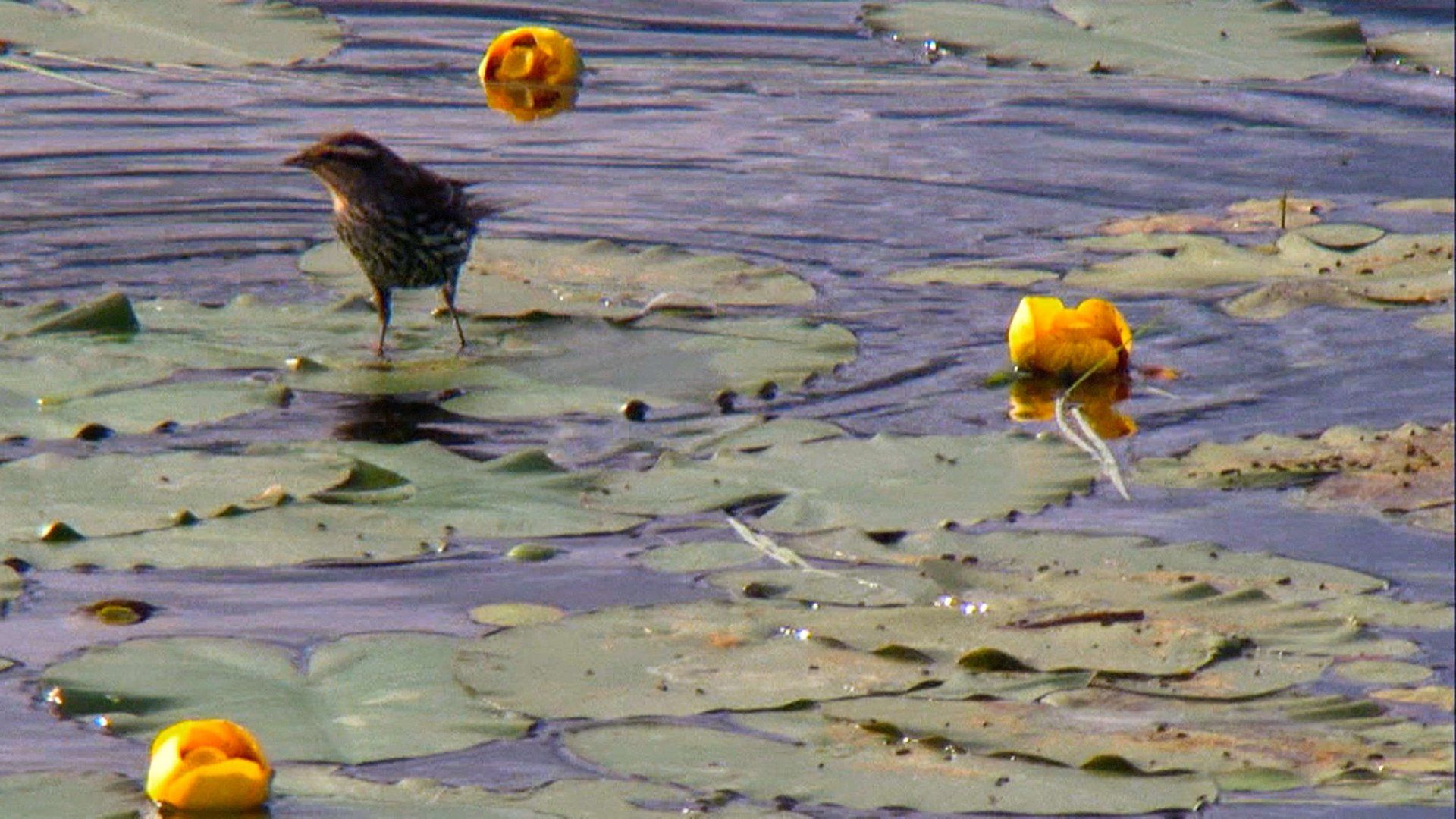 Great Lakes Wild background
